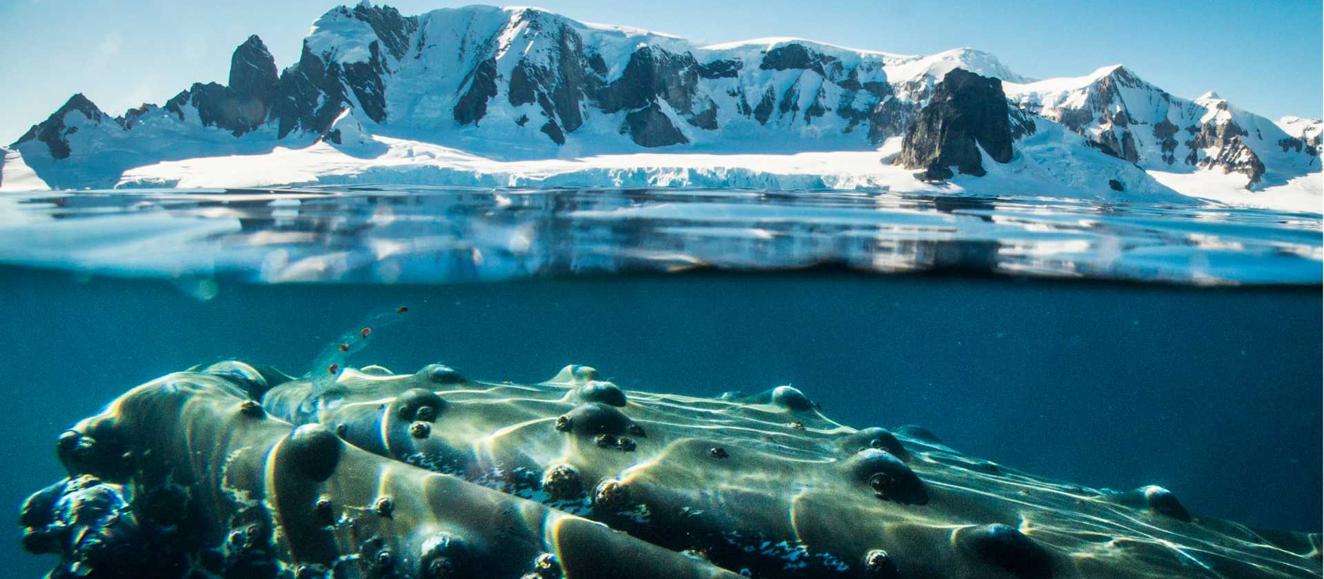 A humpback whale in Antarctica | Dietmar Denger