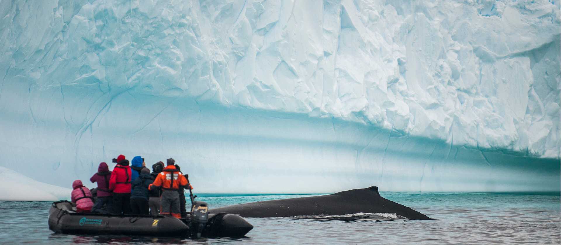 Close encounter with a humpback whale | Morten Skovgaard