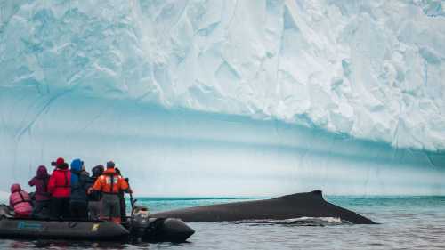 Close encounter with a humpback whale | Morten Skovgaard
