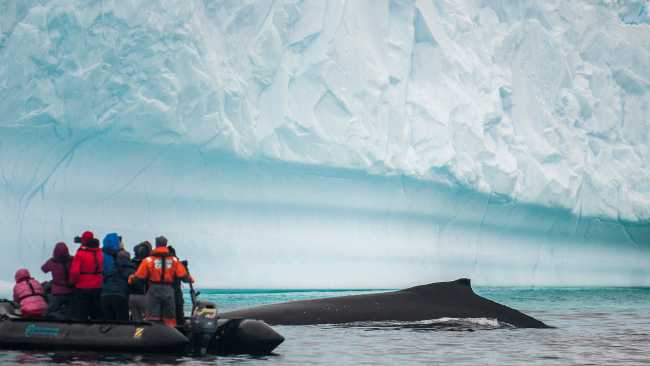 Close encounter with a humpback whale | Morten Skovgaard