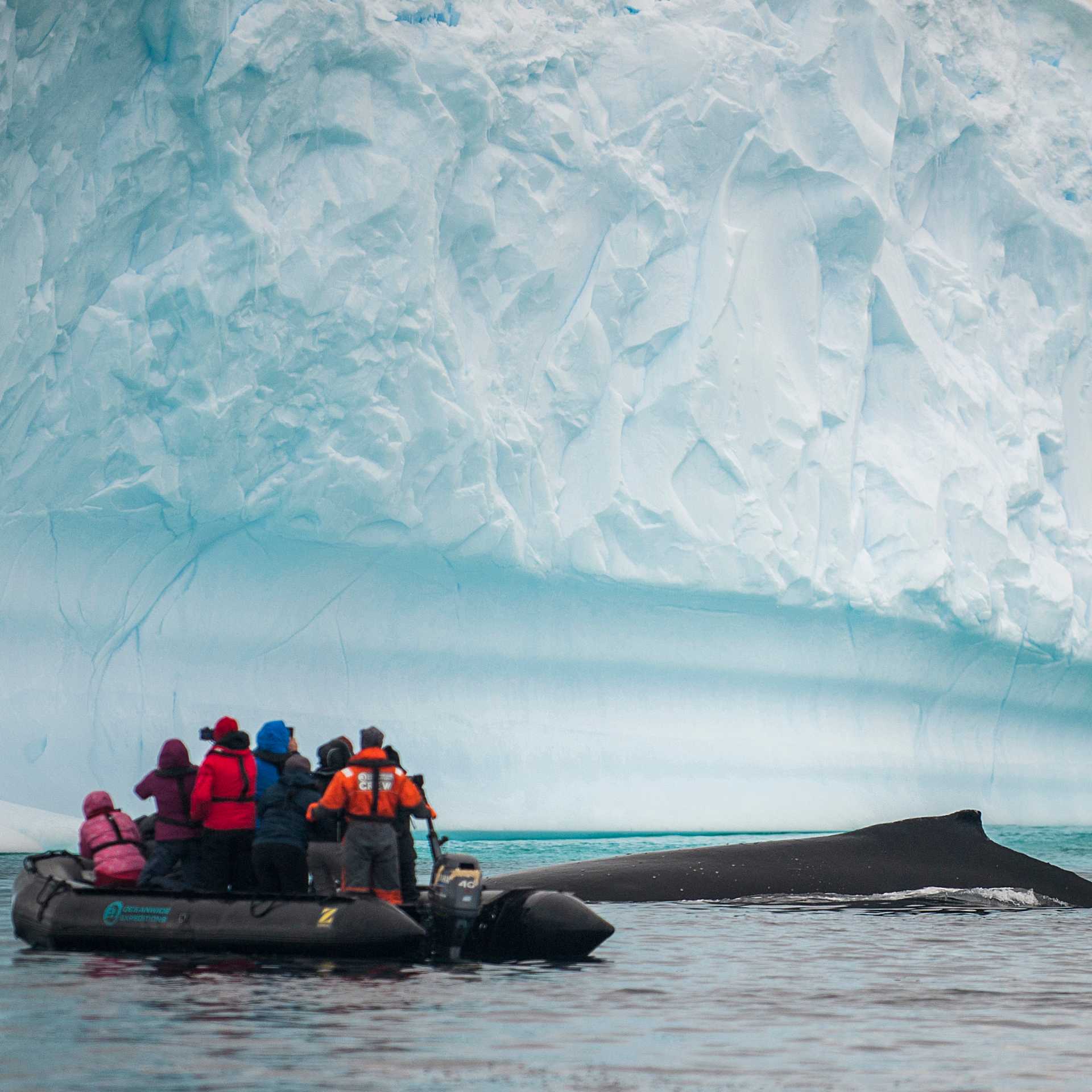 Close encounter with a humpback whale | Morten Skovgaard