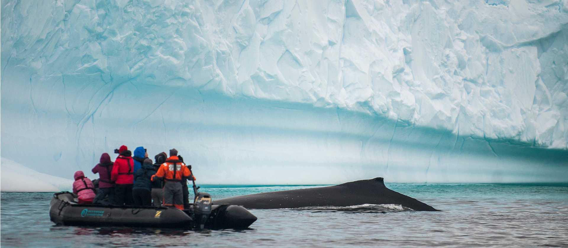 Close encounter with a humpback whale | Morten Skovgaard