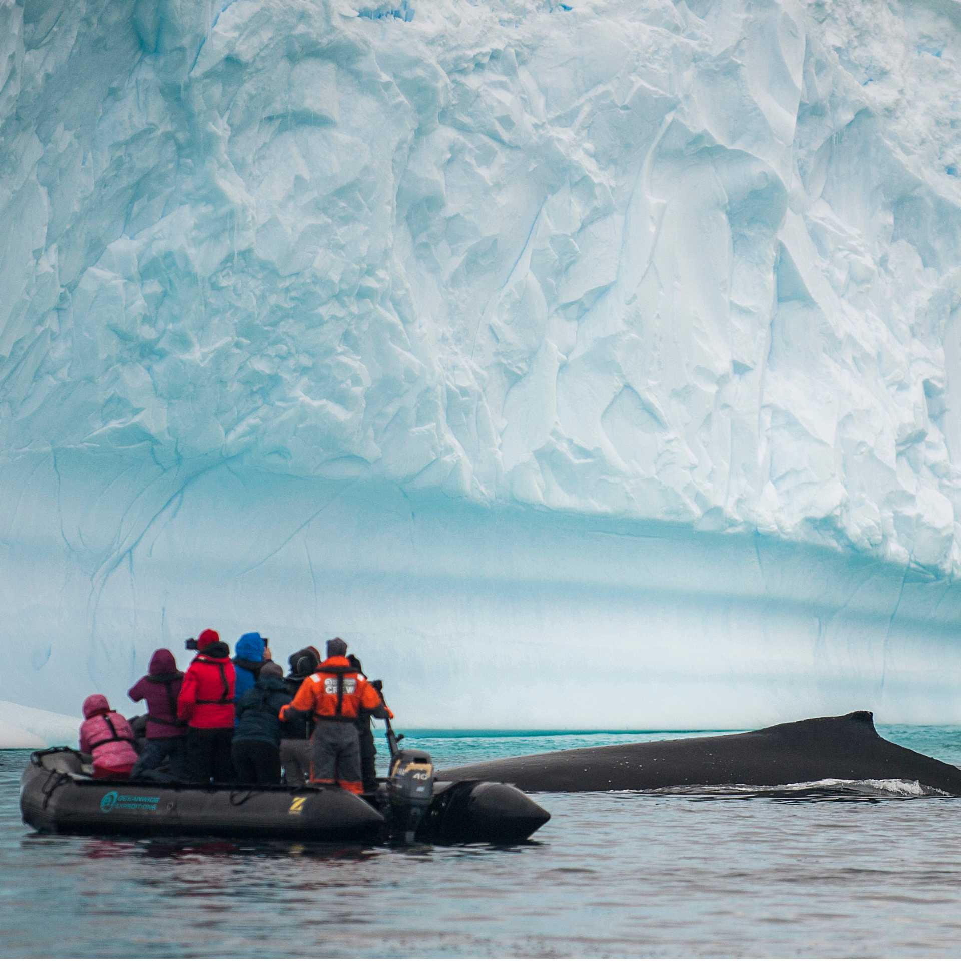 Close encounter with a humpback whale | Morten Skovgaard
