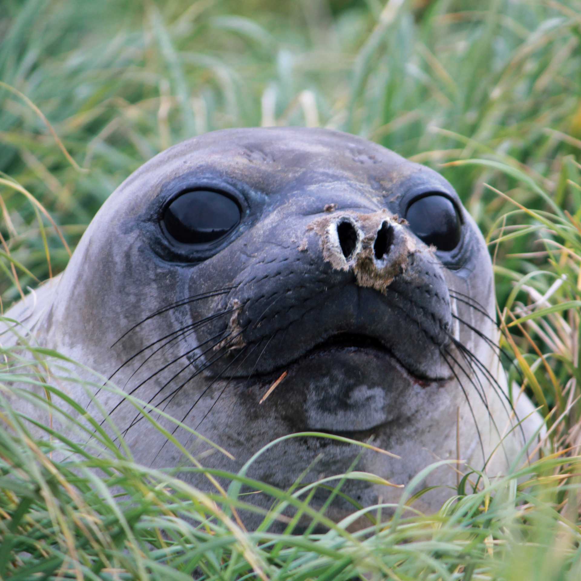 Curious Elephant seal pup | Rachel Imber