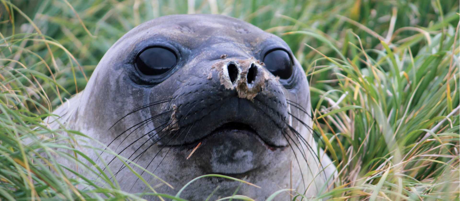 Curious Elephant seal pup | Rachel Imber