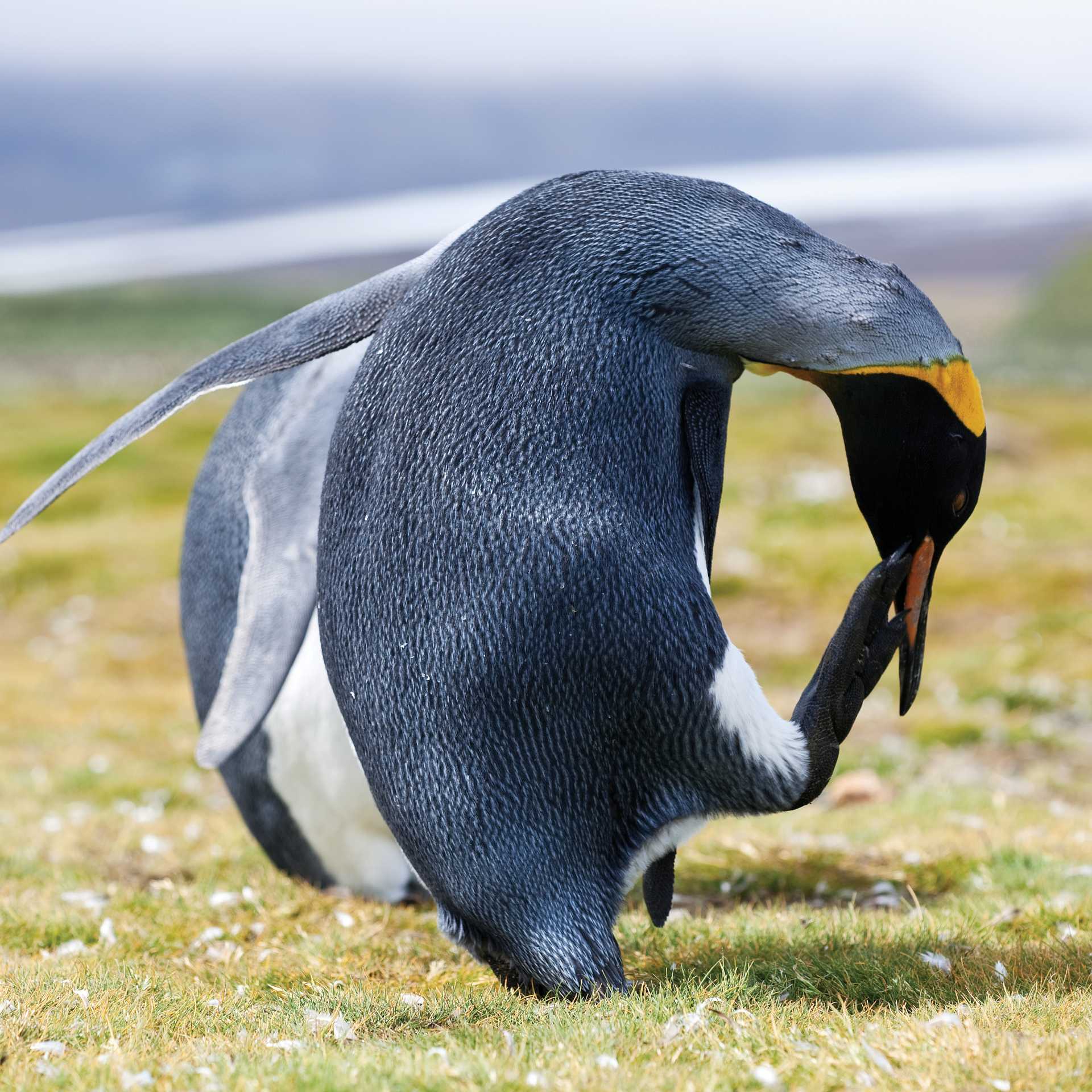 King Penguin, South Georgia | Peter Walton