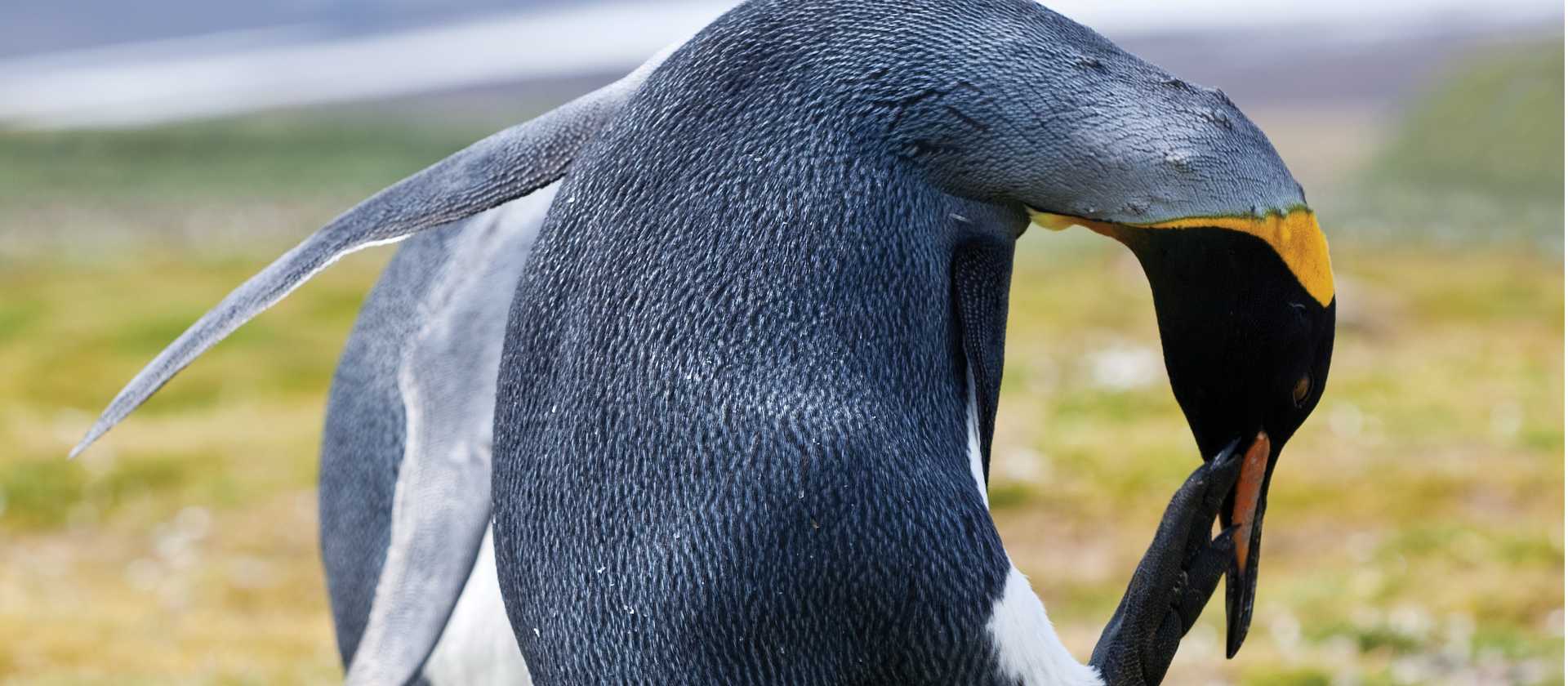 King Penguin, South Georgia | Peter Walton