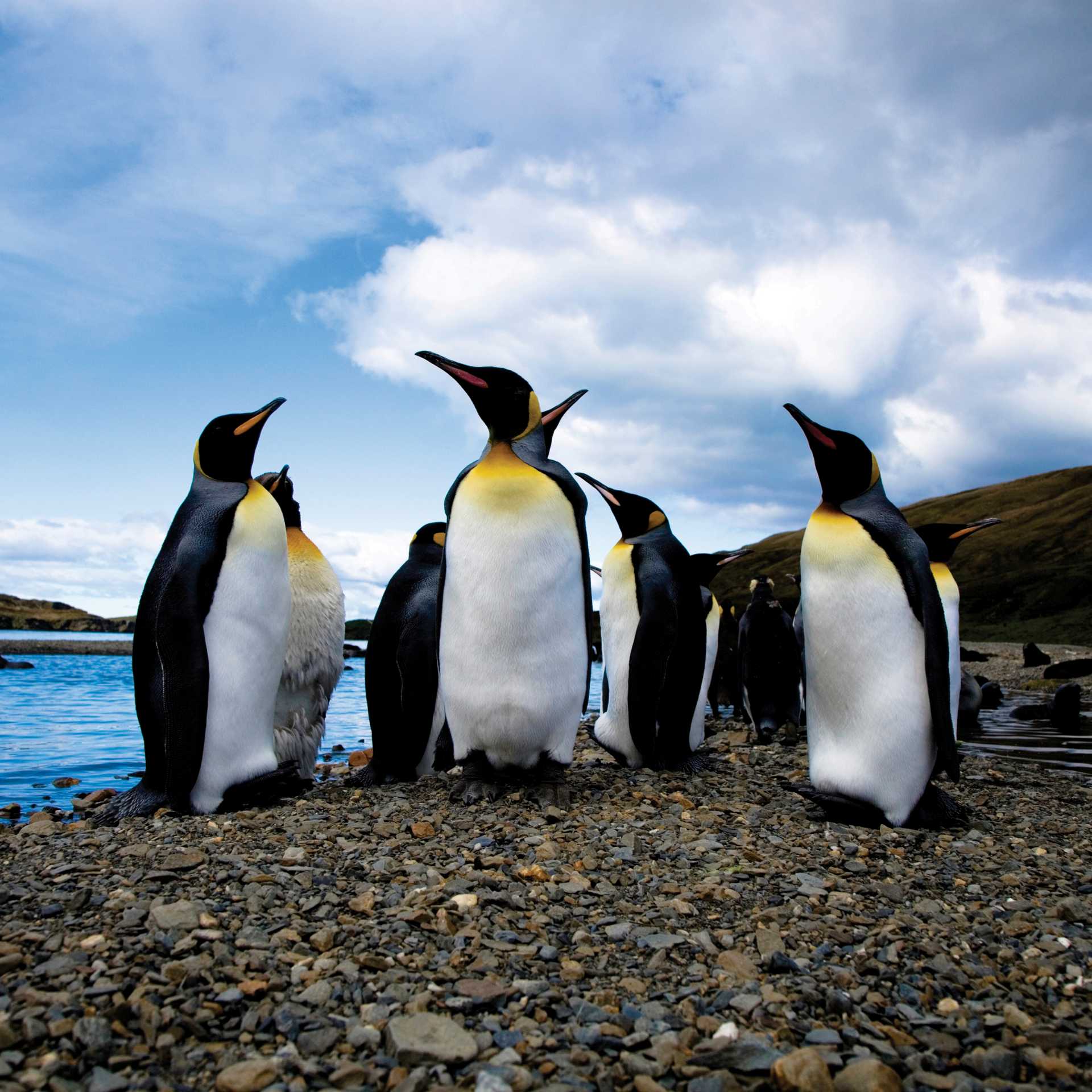King penguins, South Georgia