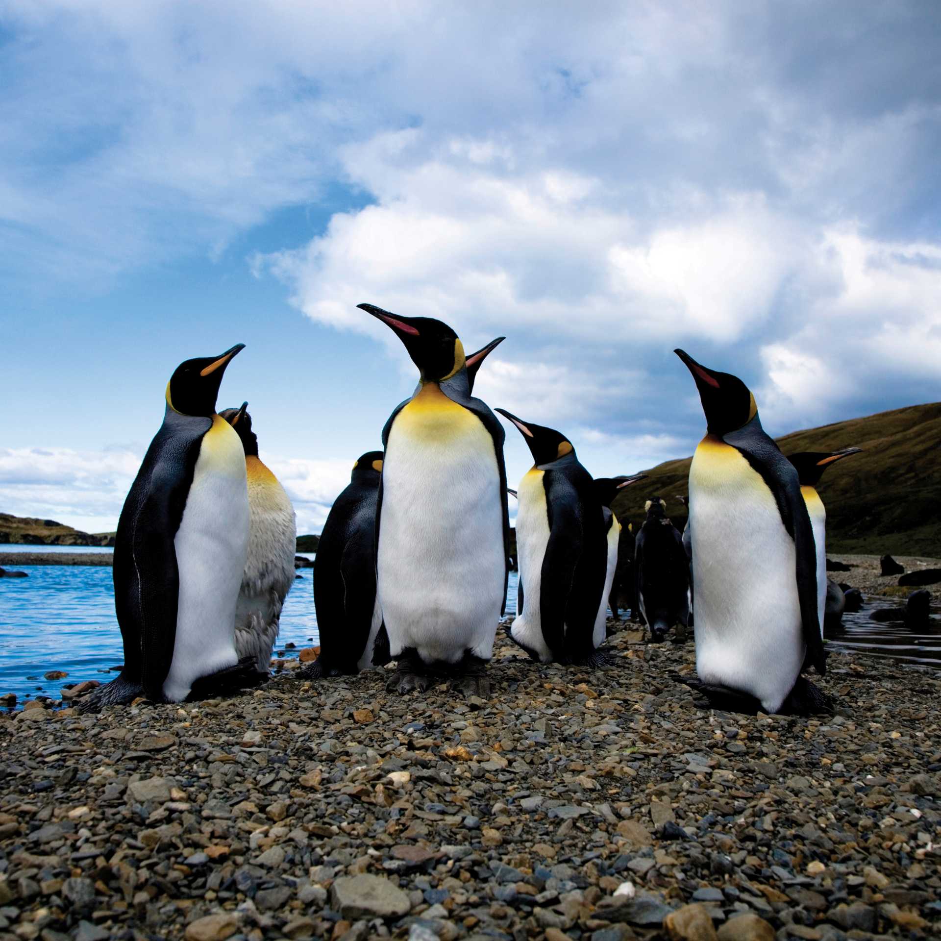King penguins, South Georgia