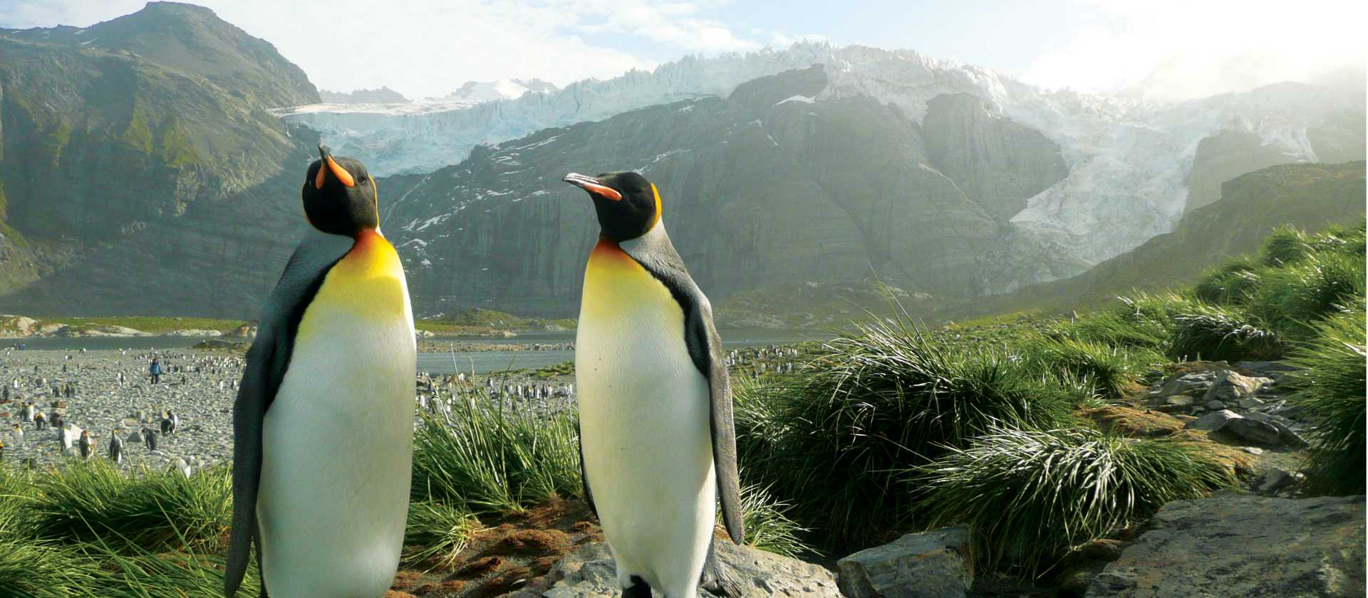 A pair of King Penguins, South Georgia, Antarctica | Alan Levy