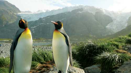 A pair of King Penguins, South Georgia, Antarctica | Alan Levy