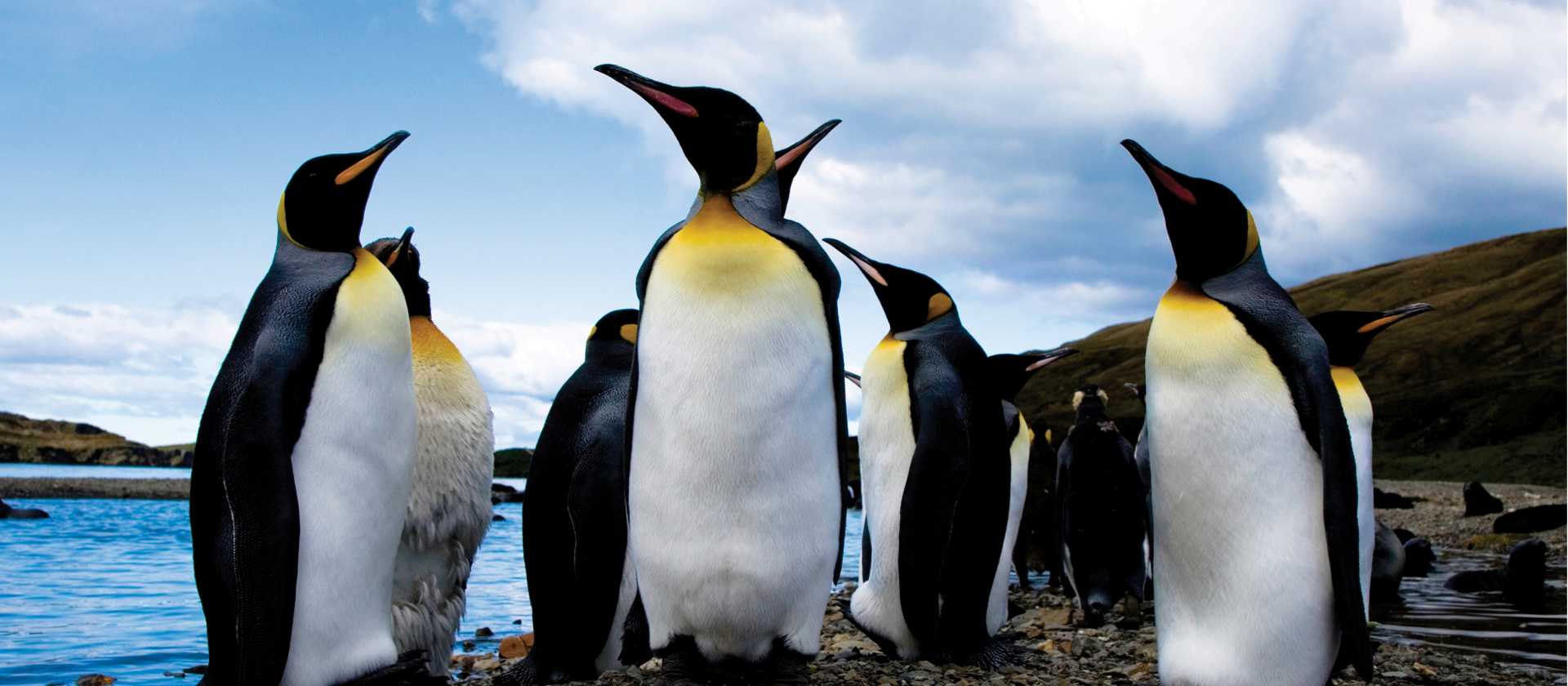 King penguins, South Georgia