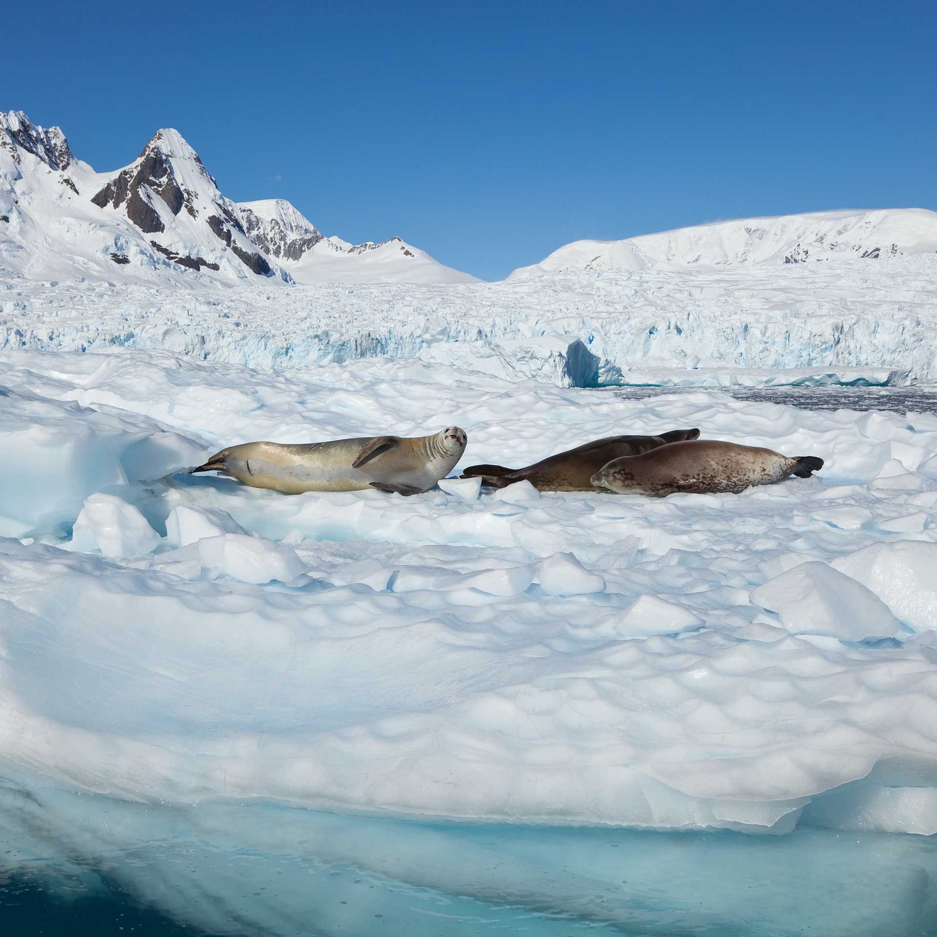 Seals relaxing in the Antarctic sun | Peter Walton