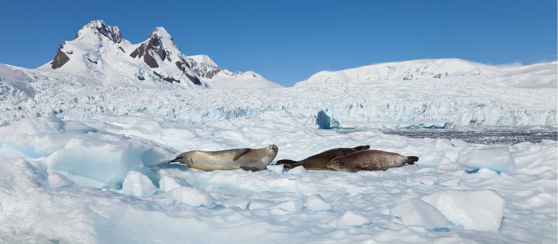 Seals relaxing in the Antarctic sun | Peter Walton