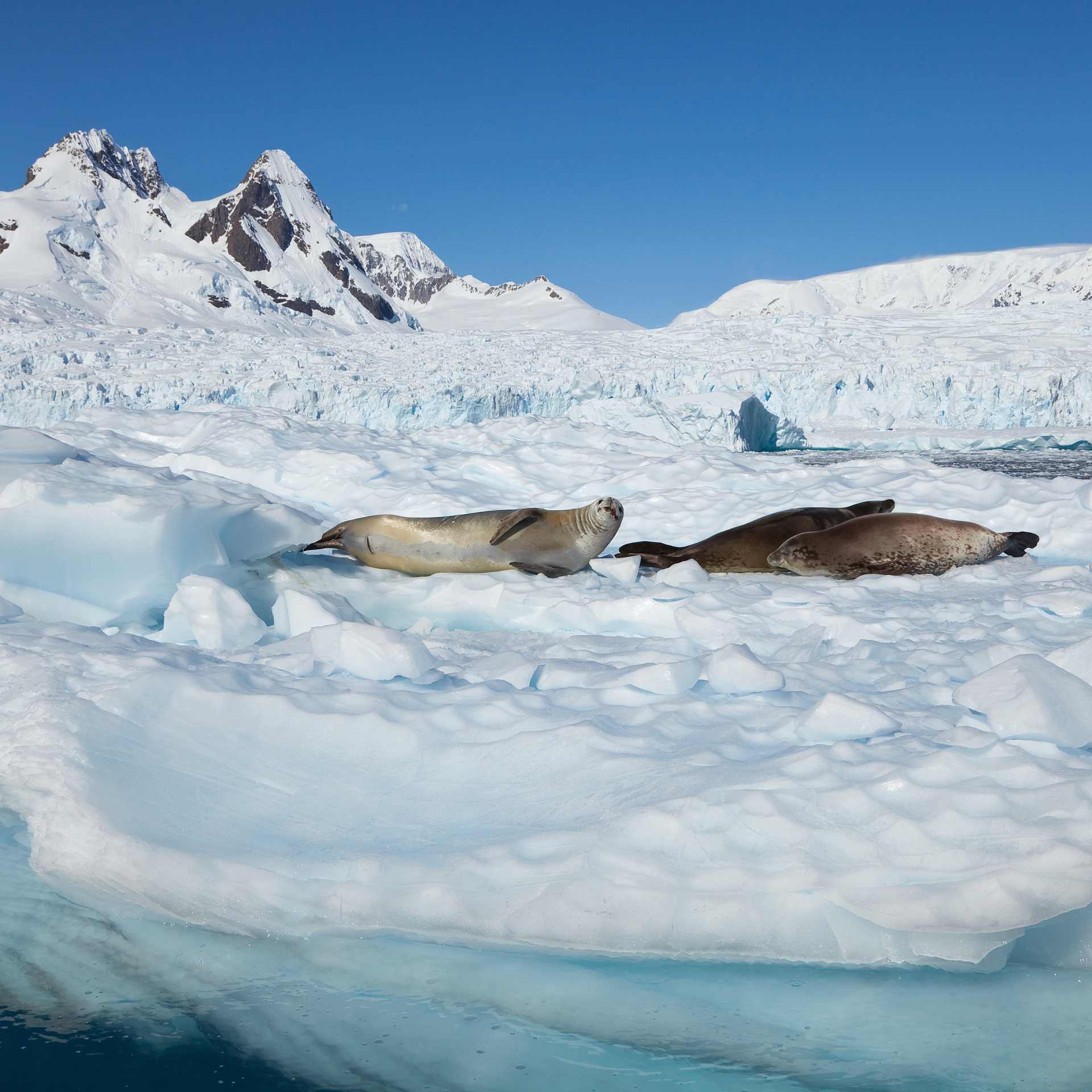 Seals relaxing in the Antarctic sun | Peter Walton