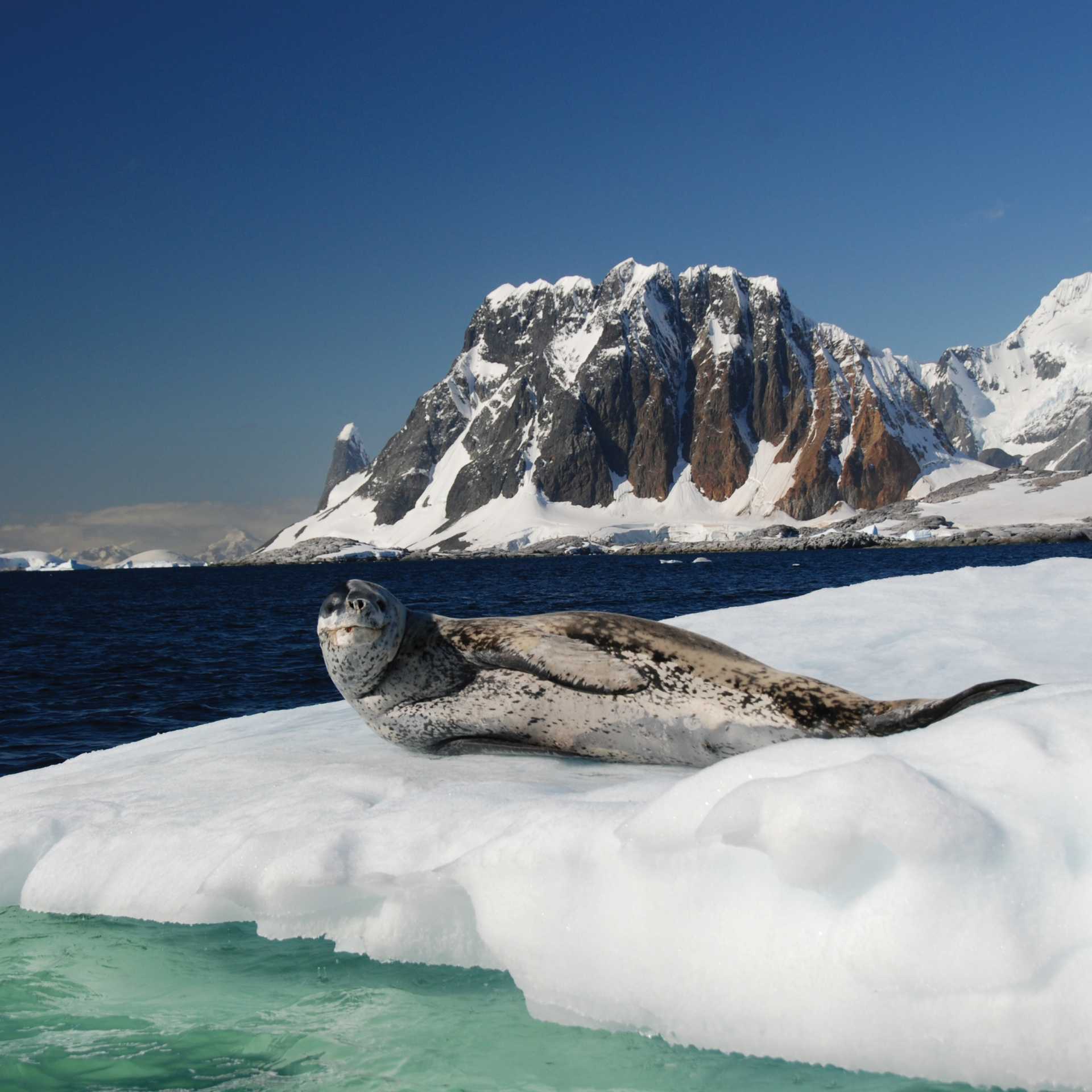 A leopard seal relaxes on the ice | Eve Ollington