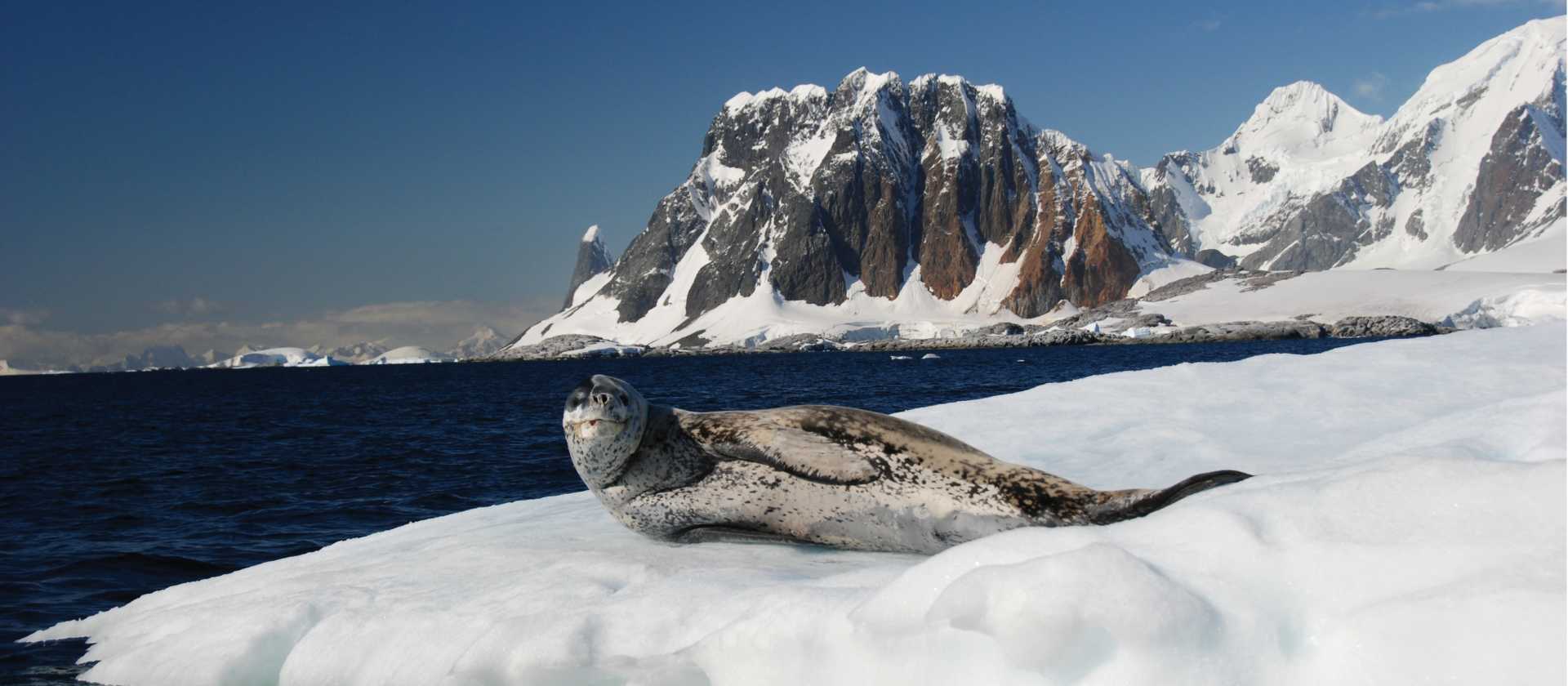 A leopard seal relaxes on the ice | Eve Ollington