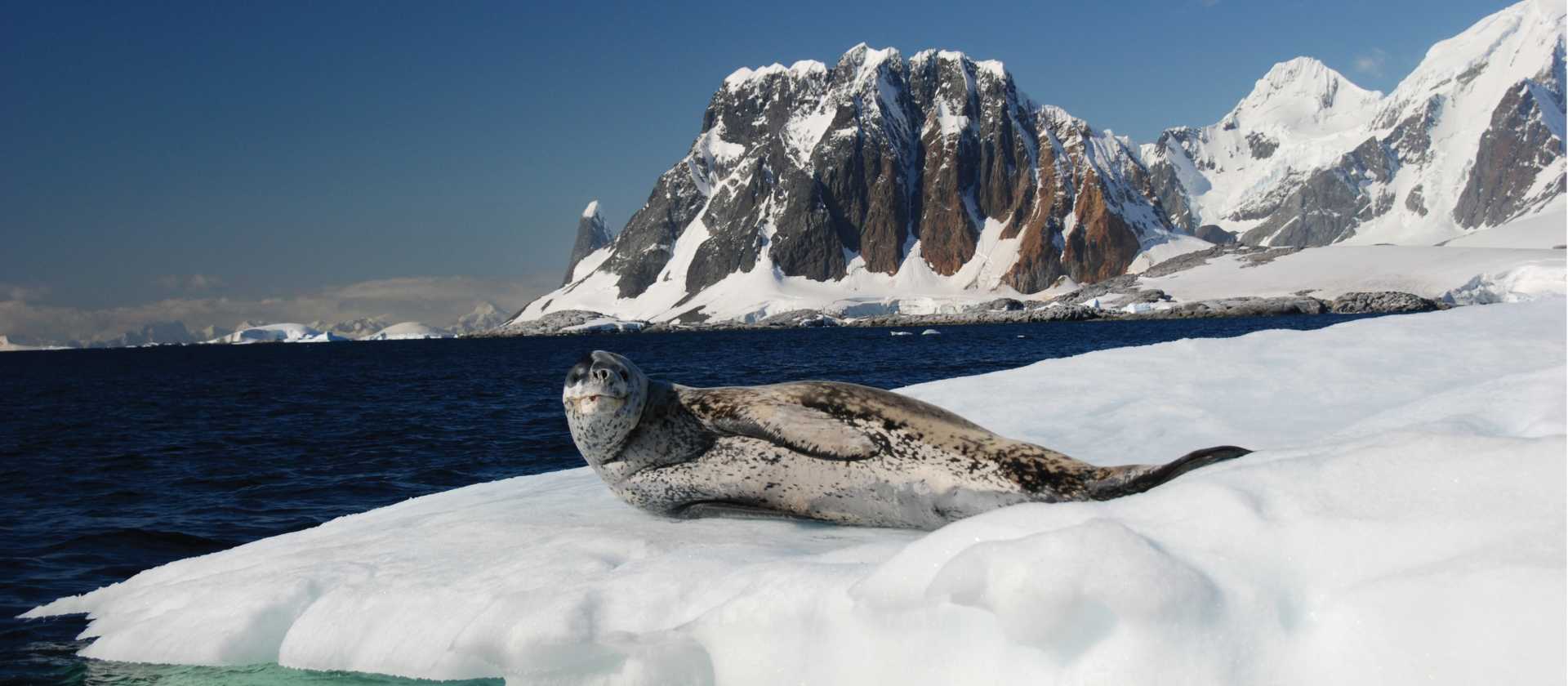 A leopard seal relaxes on the ice | Eve Ollington