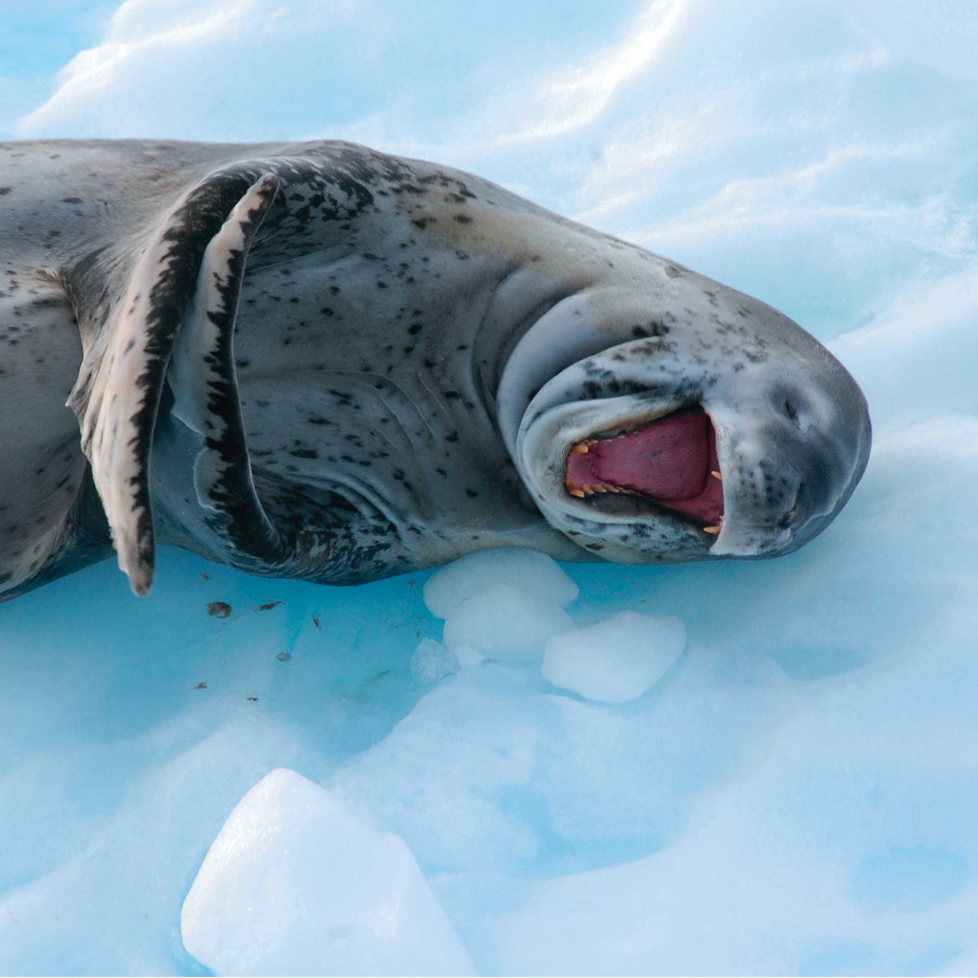 A leopard seal sees the funny side of life! | Eve Ollington