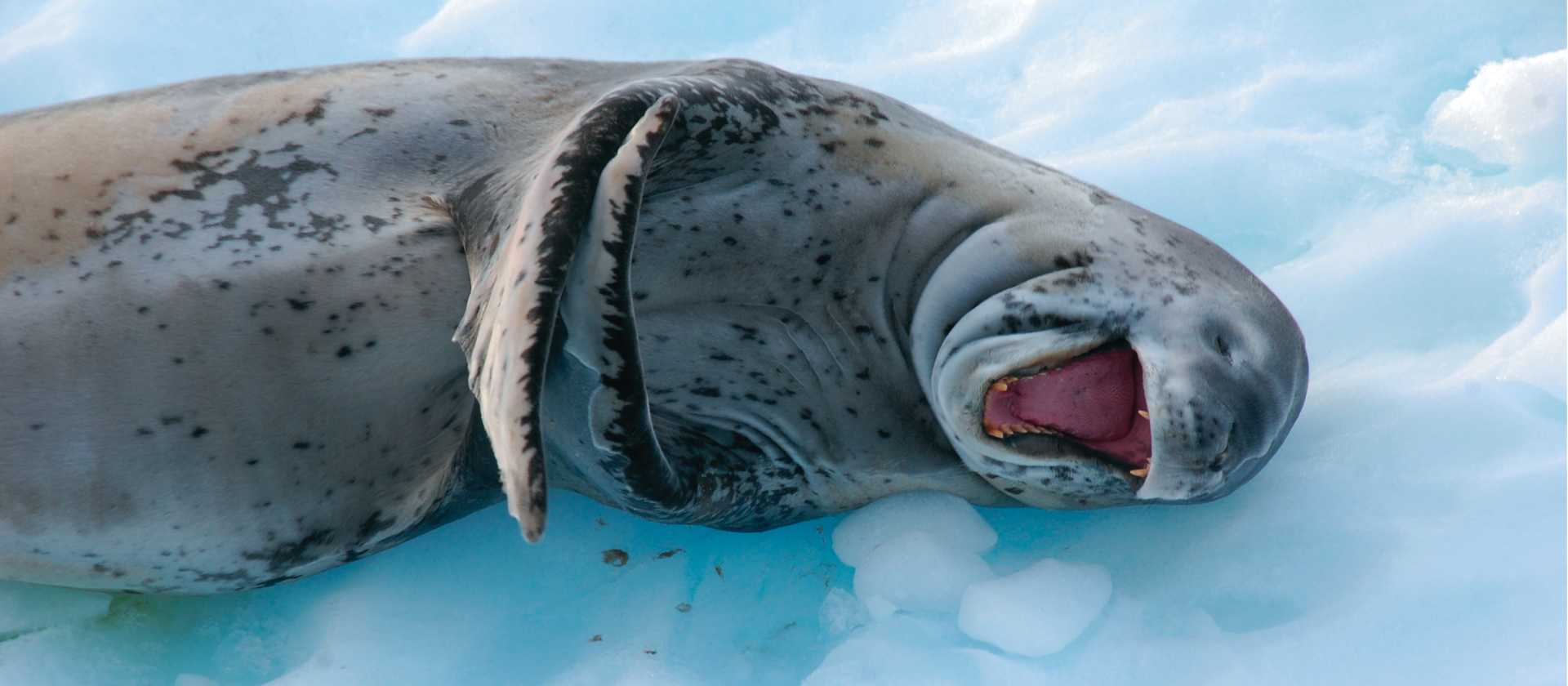 A leopard seal sees the funny side of life! | Eve Ollington