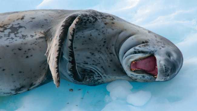 A leopard seal sees the funny side of life! | Eve Ollington