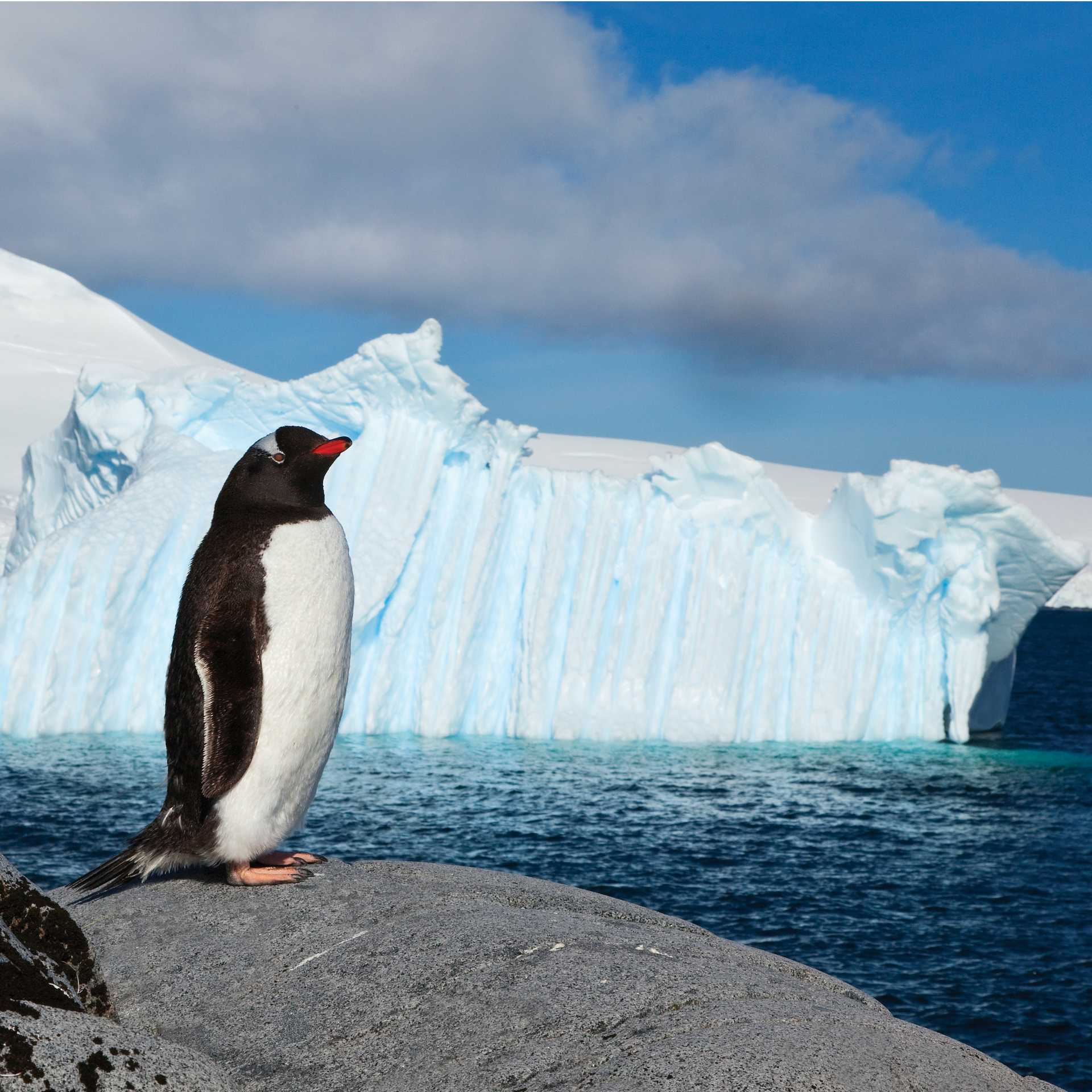 Lonely Gentoo Penguin, Antarctic Peninsula | Peter Walton