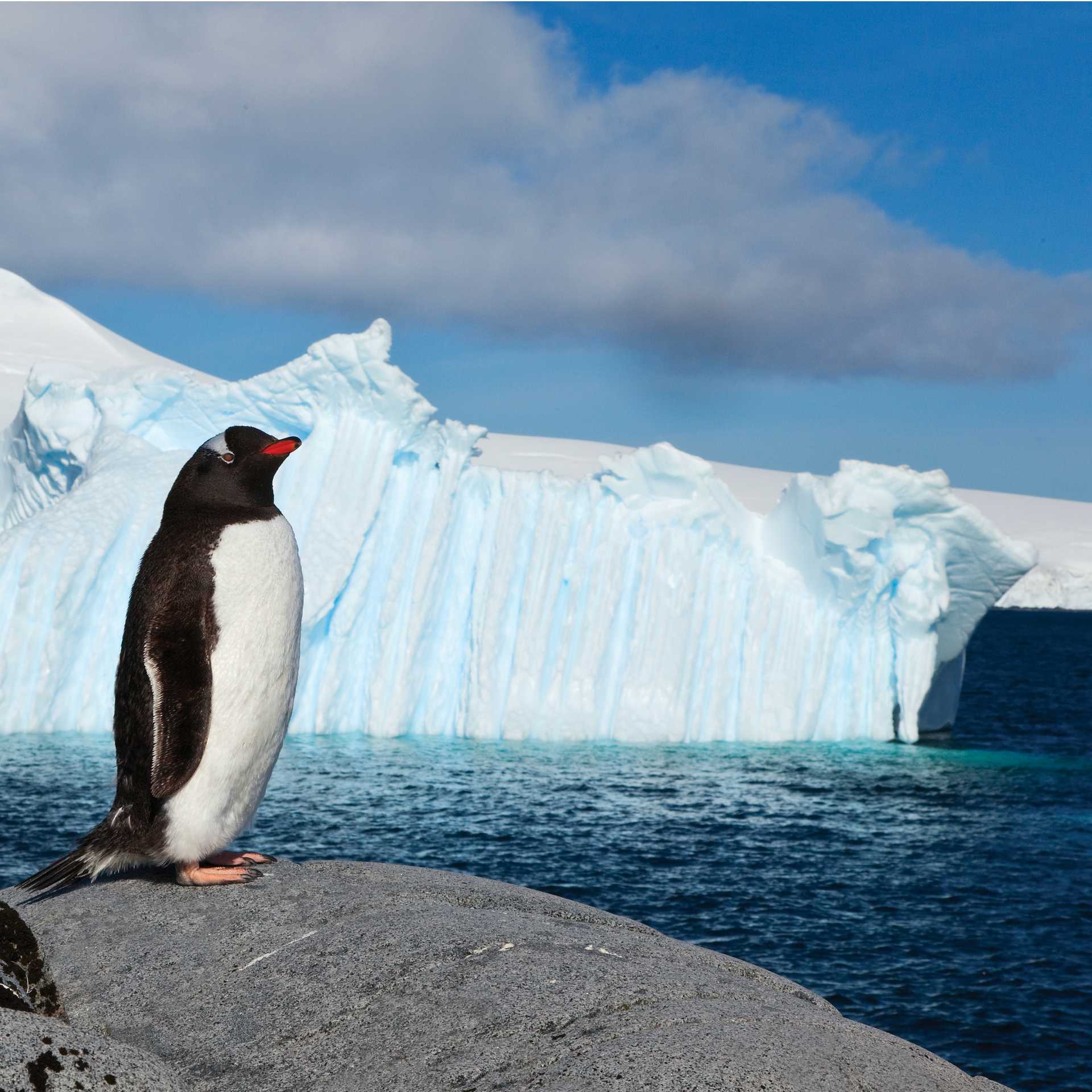 Lonely Gentoo Penguin, Antarctic Peninsula | Peter Walton