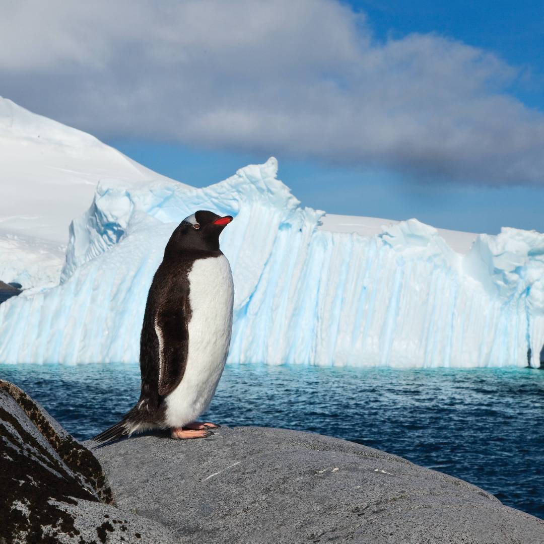Lonely Gentoo Penguin, Antarctic Peninsula | Peter Walton