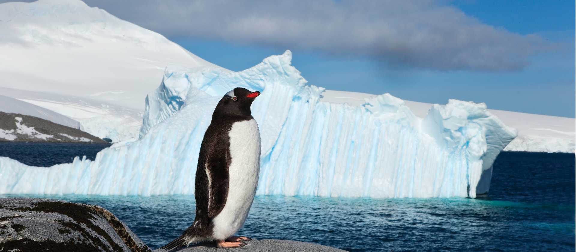 Lonely Gentoo Penguin, Antarctic Peninsula | Peter Walton