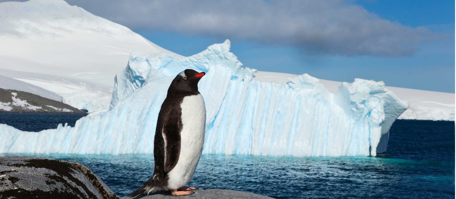 Lonely Gentoo Penguin, Antarctic Peninsula | Peter Walton