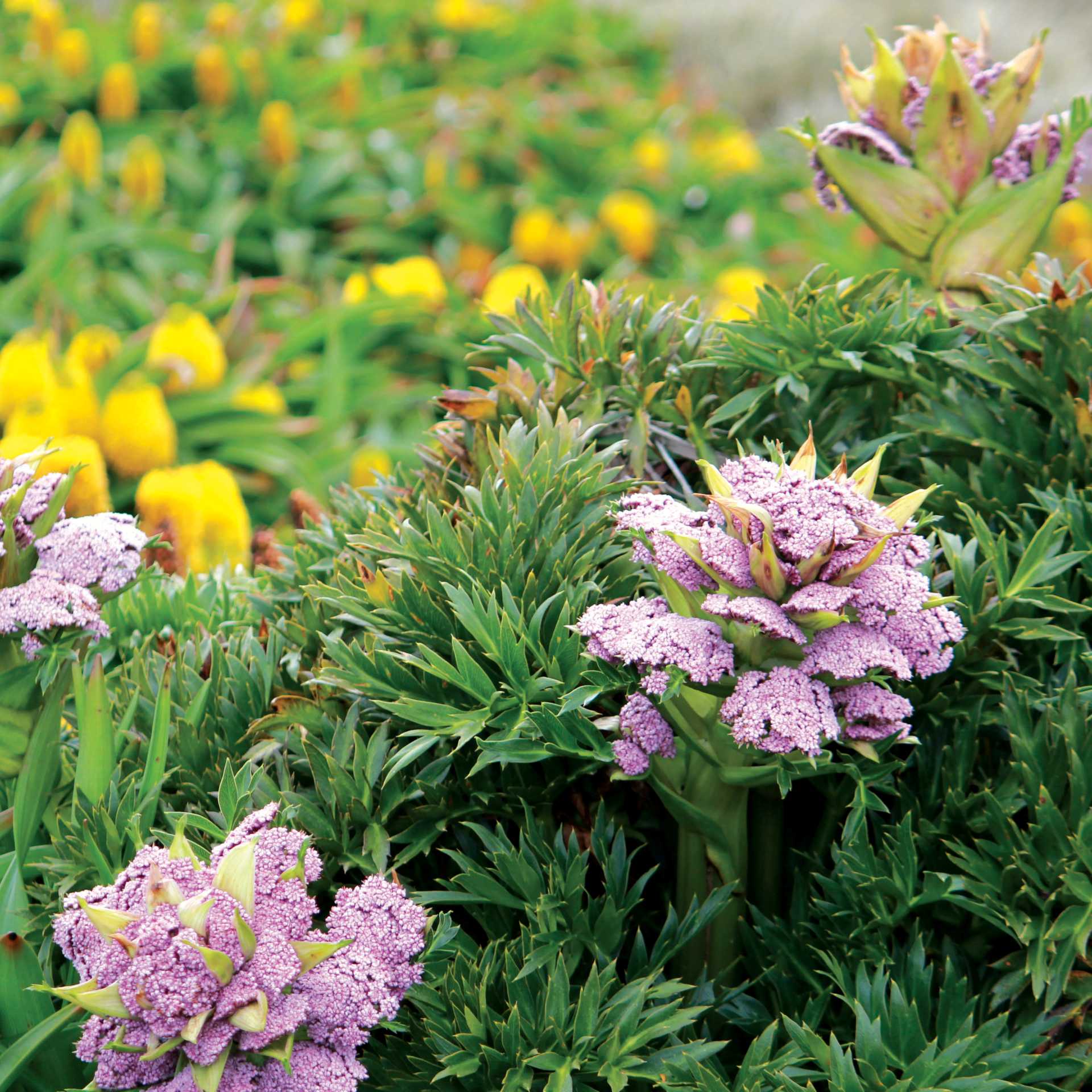 Megaherbs on Enderby Island | Rachel Imber