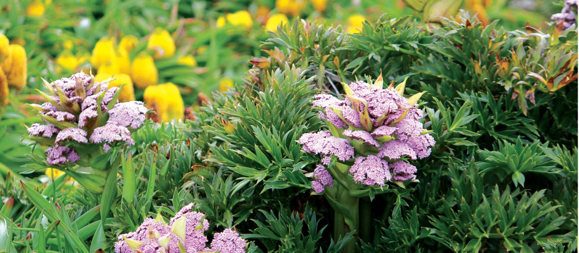 Megaherbs on Enderby Island | Rachel Imber