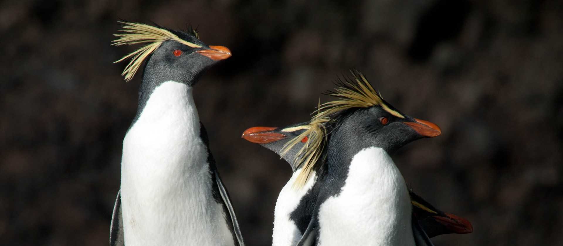 Northern Rockhopper penguins in the Tristan da Cunha archipelago | Erwin Vermeulen
