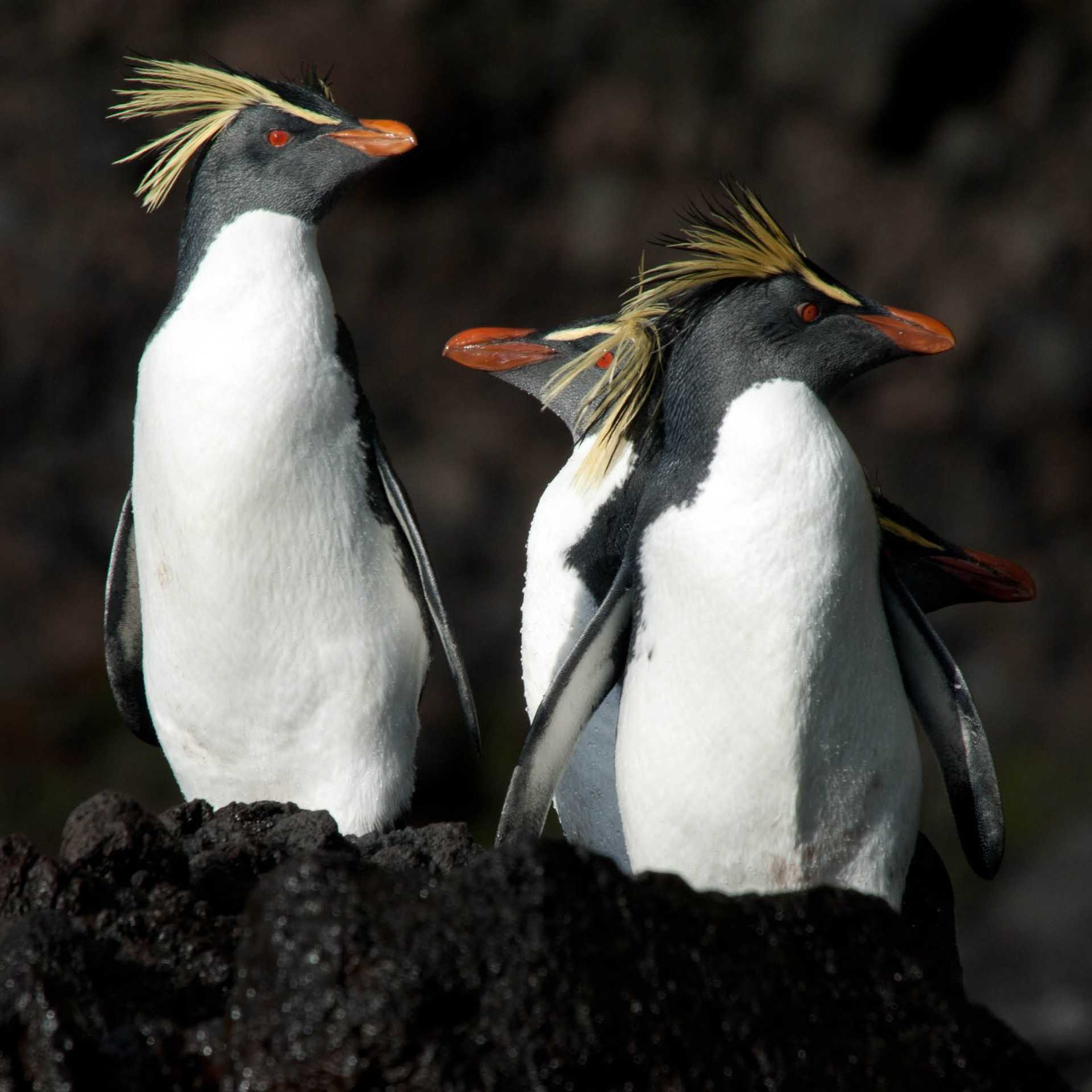 Northern Rockhopper penguins in the Tristan da Cunha archipelago | Erwin Vermeulen