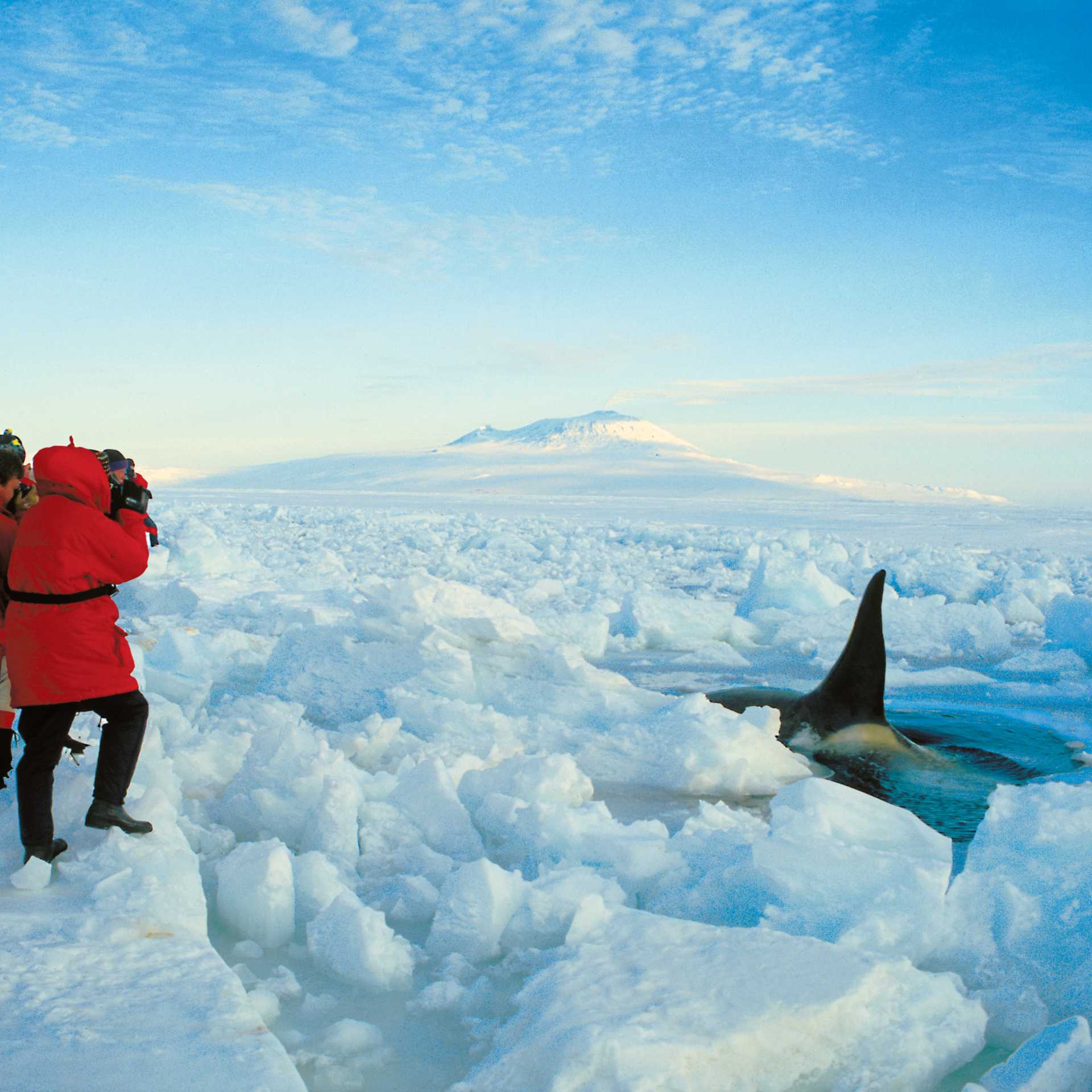 Close encounters with wildlife | Greg Mortimer