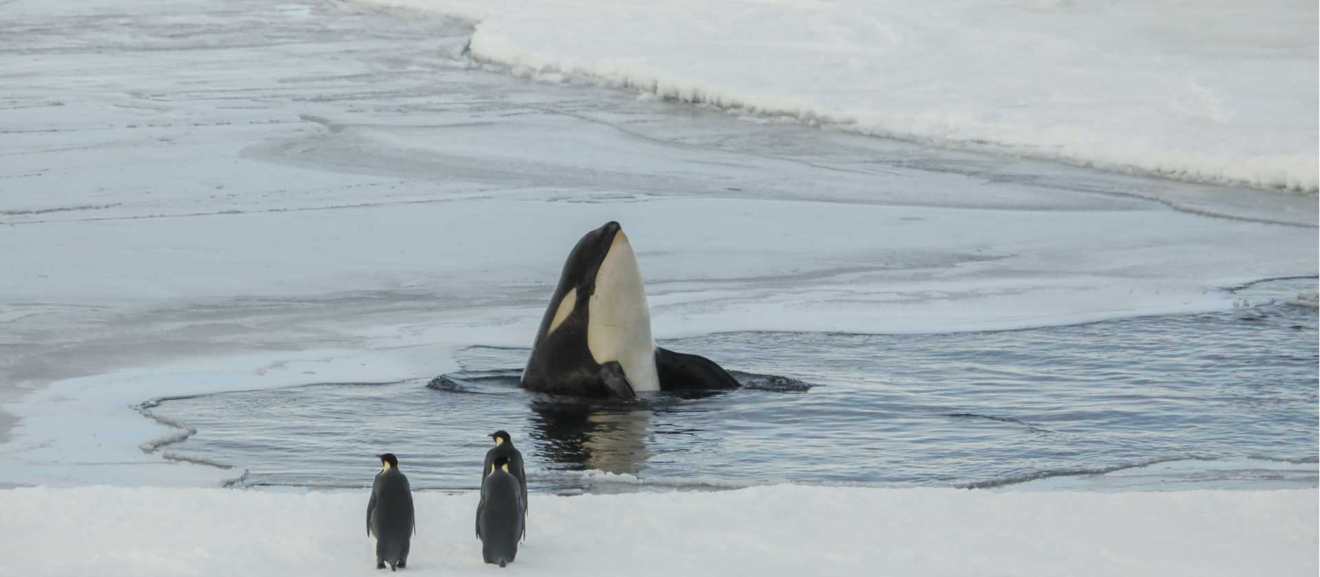 An orca whale eyes of a couple of Emperor Penguins in Antarctica