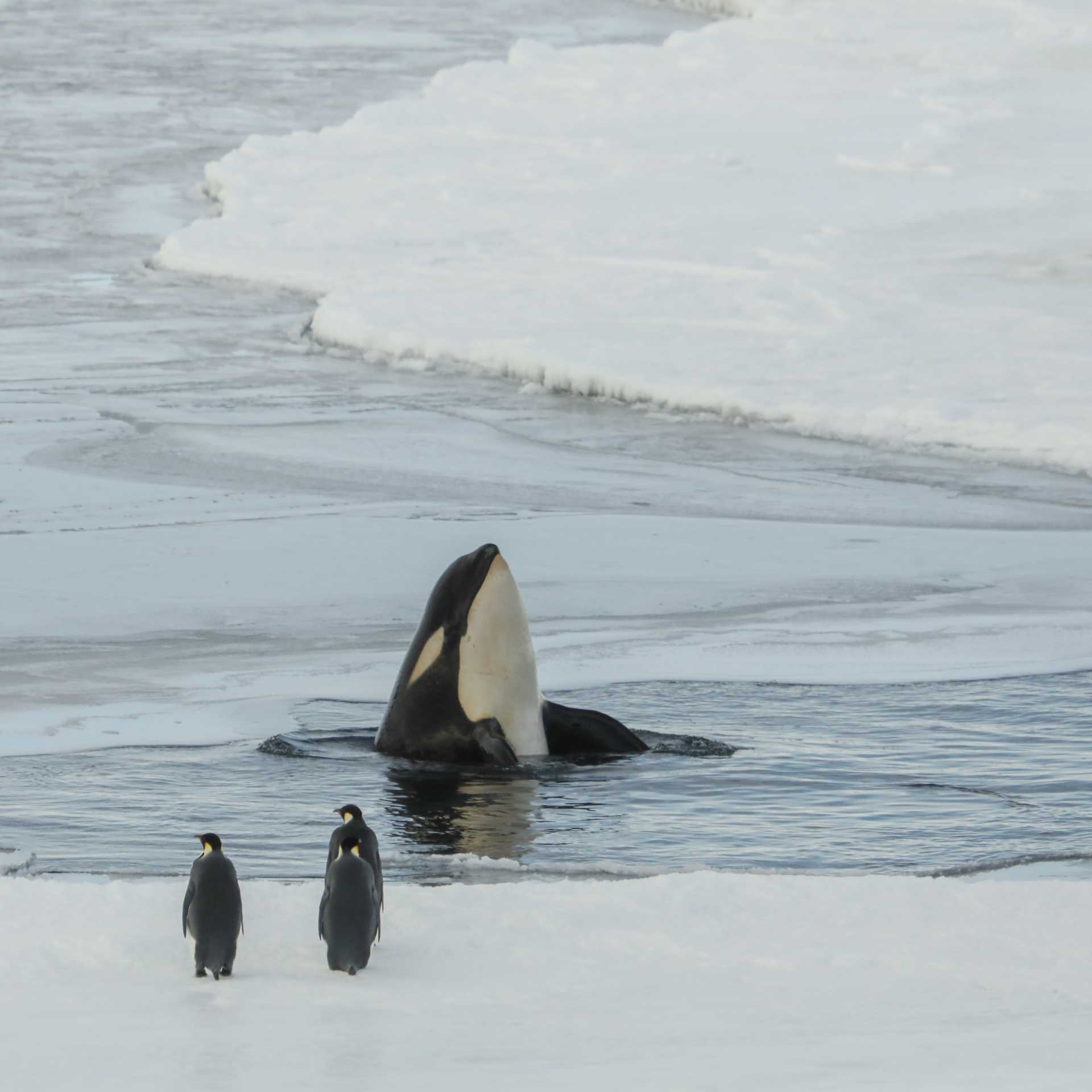An orca whale eyes of a couple of Emperor Penguins in Antarctica