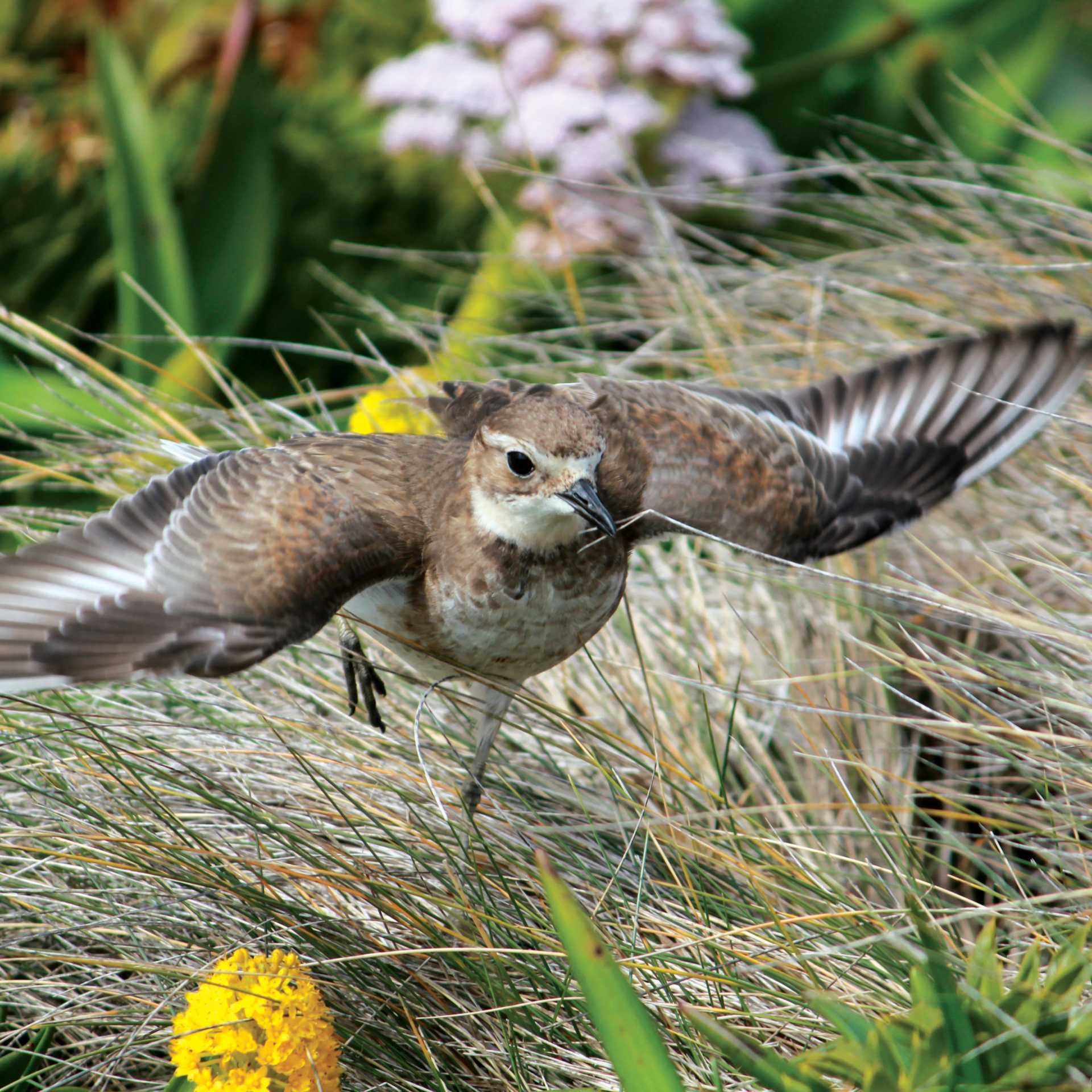 A Pippit takes flight | Rachel Imber