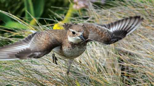 A Pippit takes flight | Rachel Imber