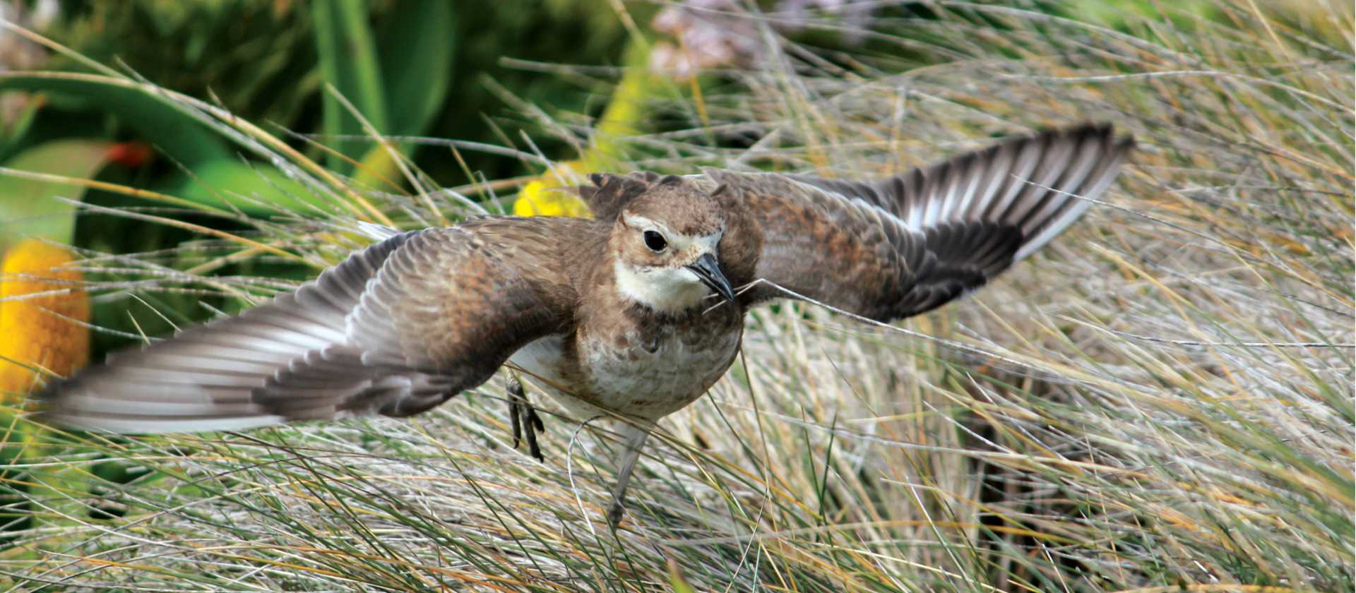 A Pippit takes flight | Rachel Imber