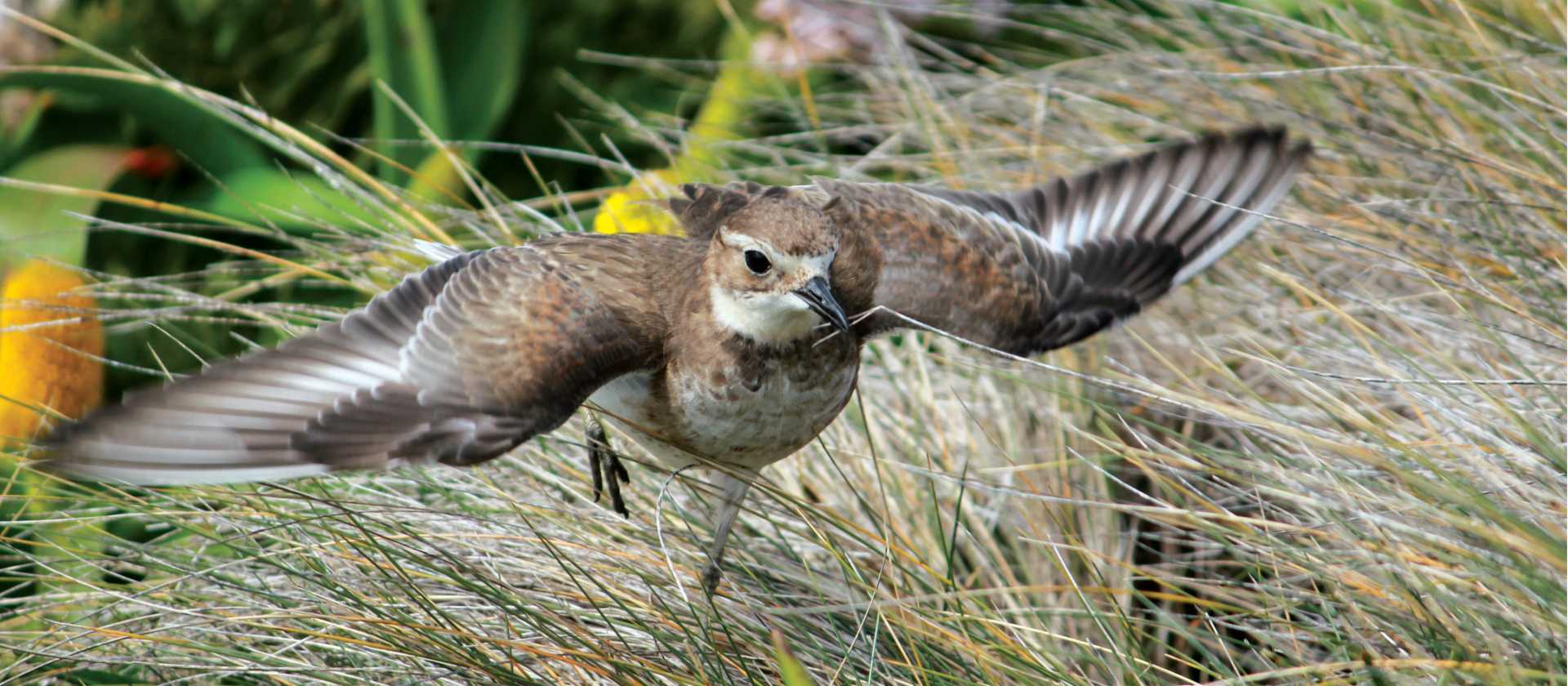 A Pippit takes flight | Rachel Imber