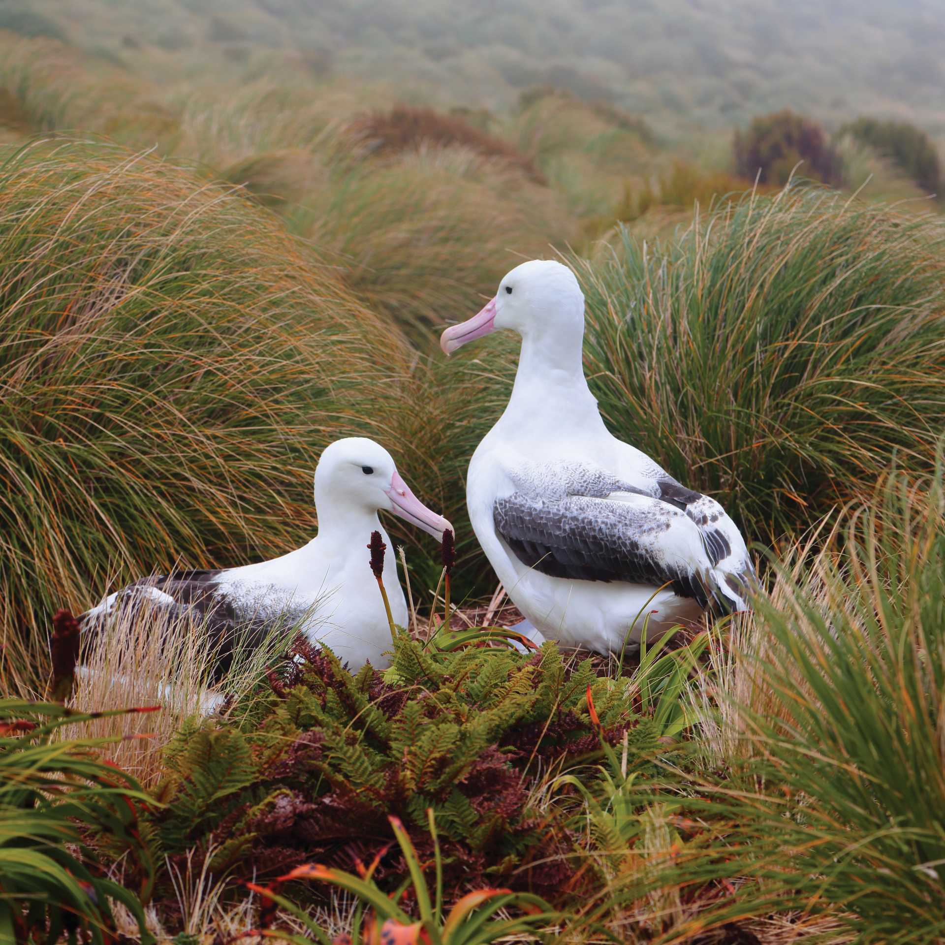 Southern Royal Albatross on Campbell Island, New Zealand | Glenn Dawson