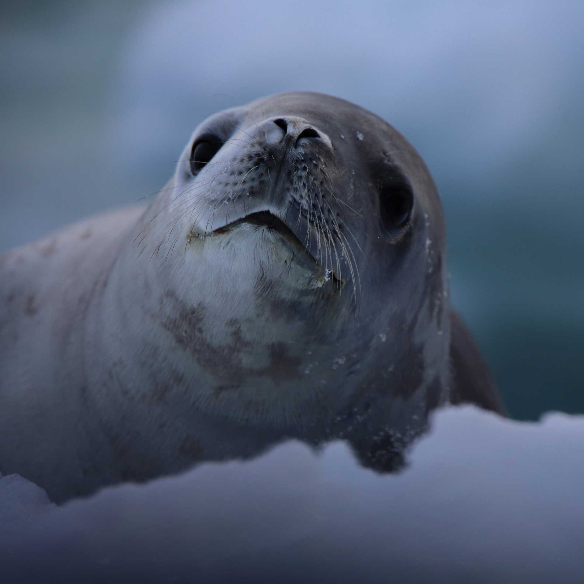 A Crabeater Seal poses for the camera | Glenn Dawson