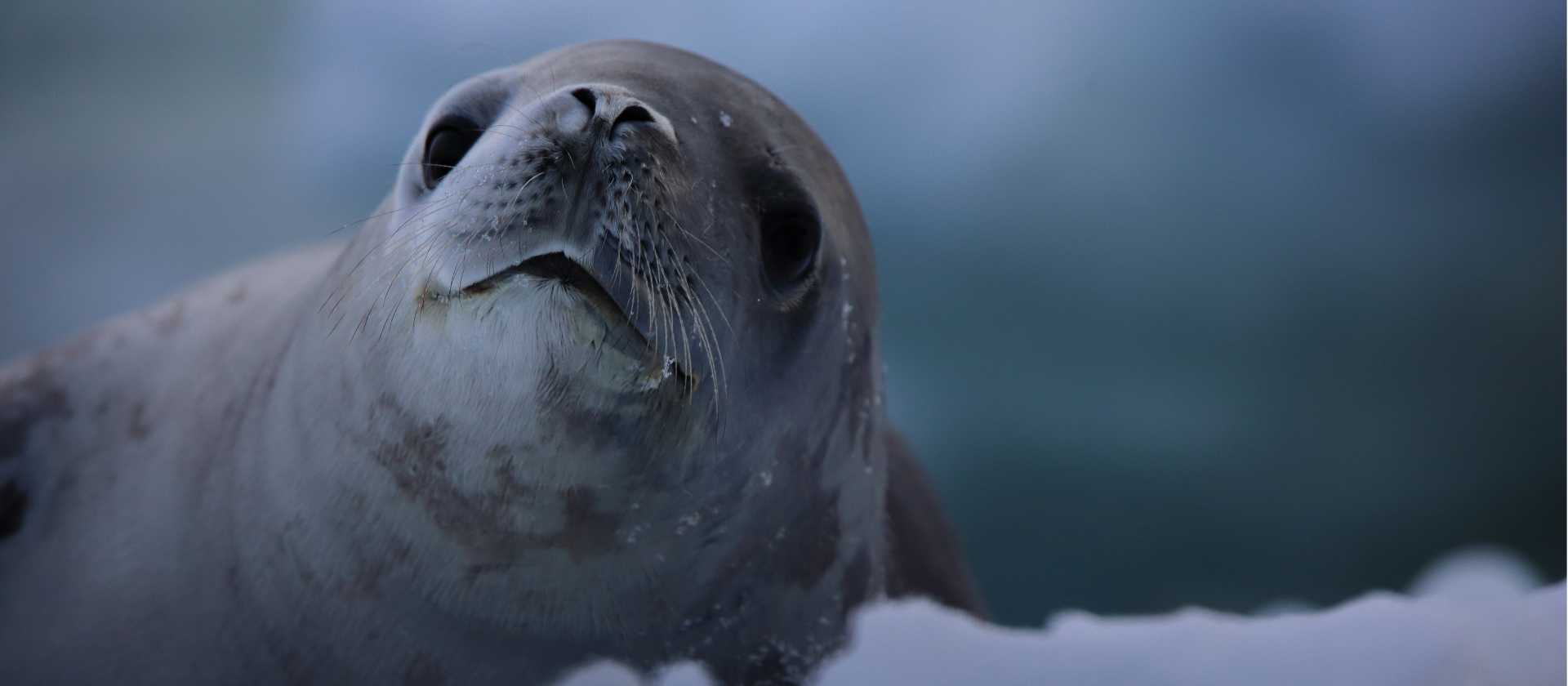 A Crabeater Seal poses for the camera | Glenn Dawson