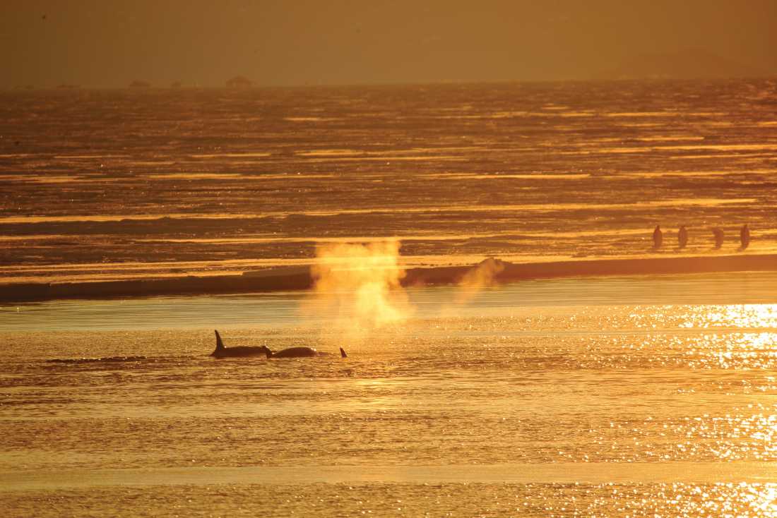 A pod of Orca whales stalk Emperor Penguins in the Ross Sea | Glenn Dawson