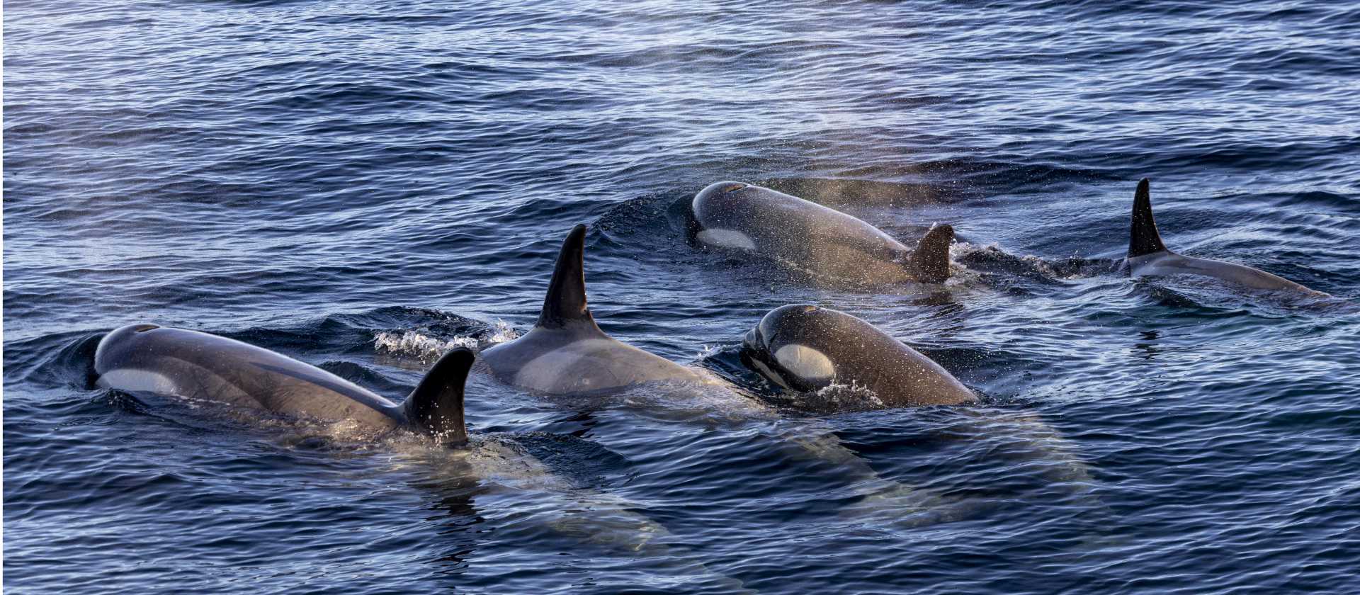A pod of Orca in Antarctica | Sara Jenner