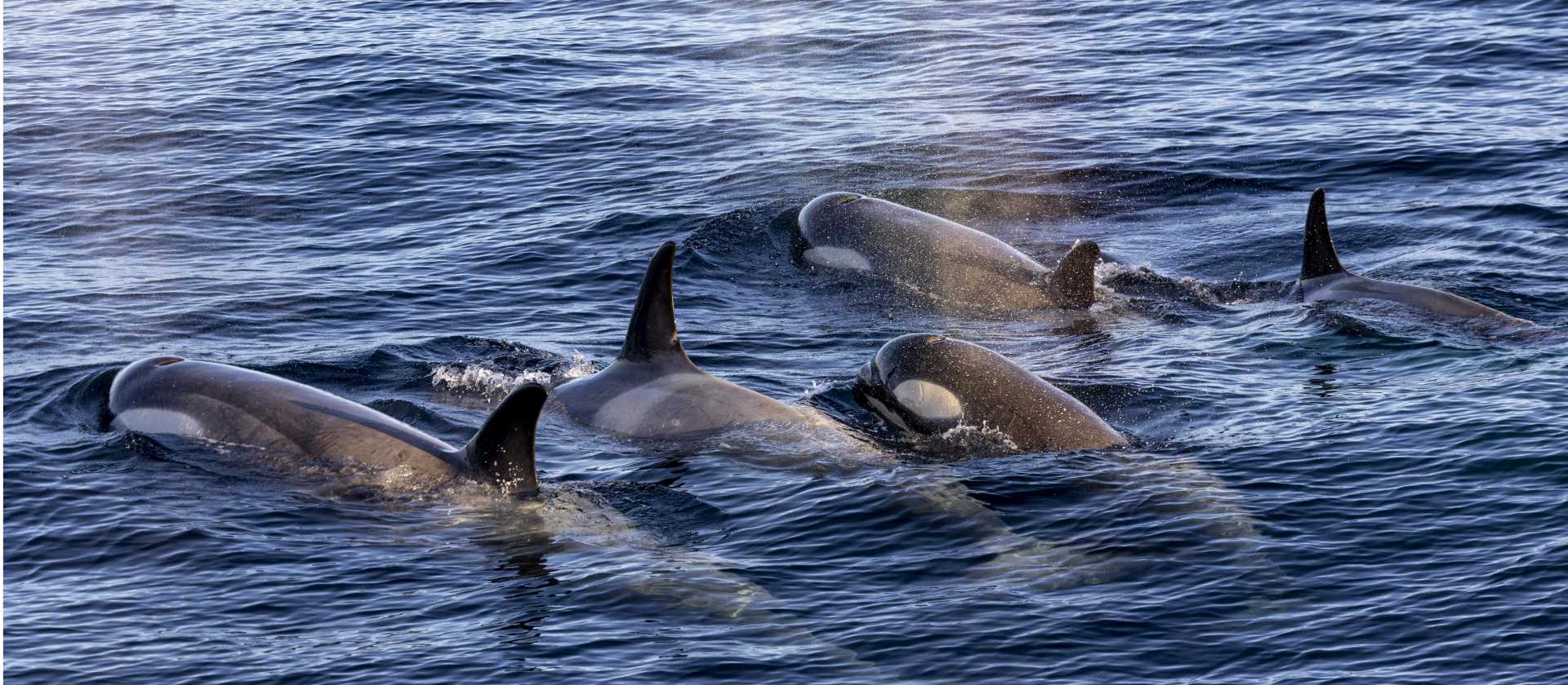 A pod of Orca in Antarctica | Sara Jenner
