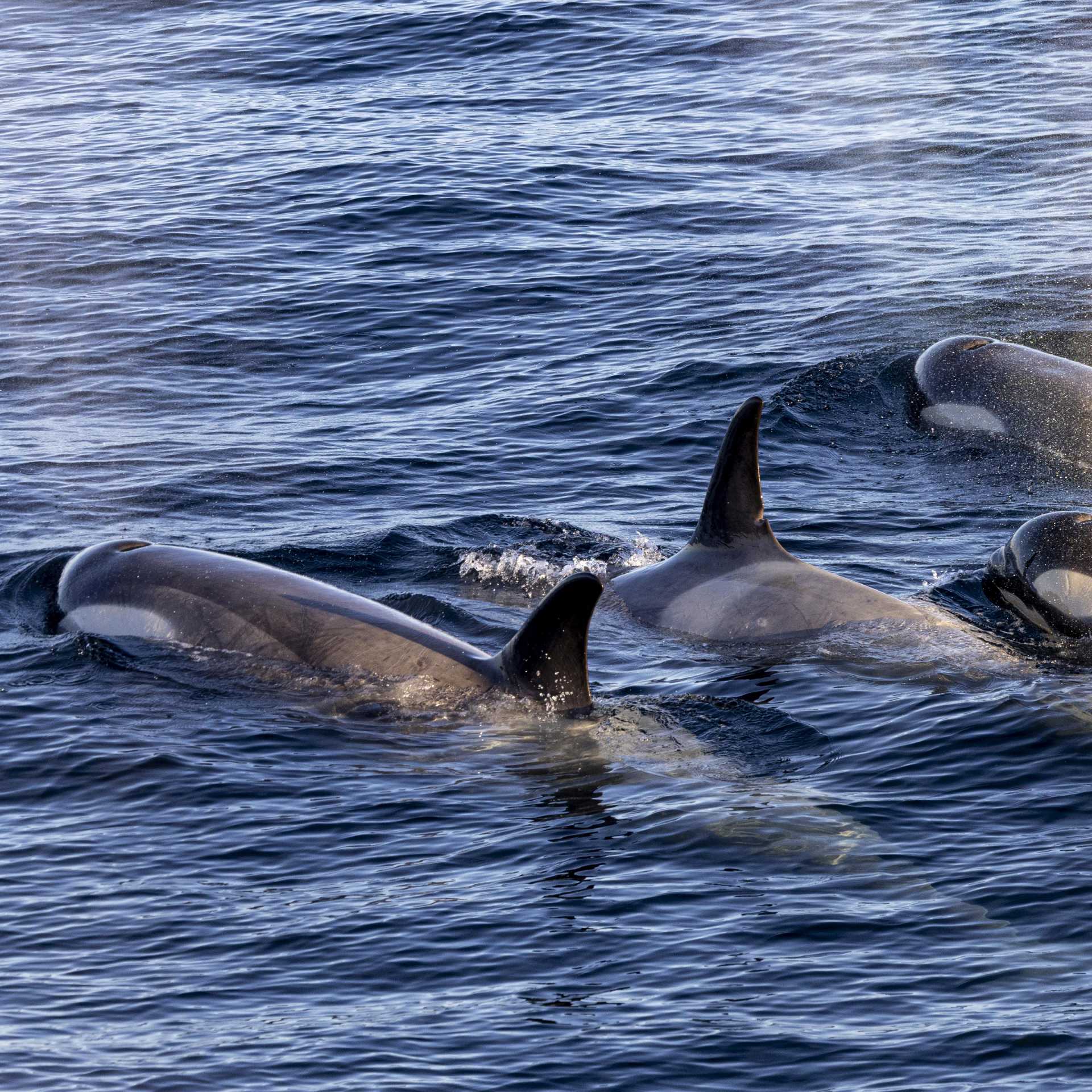 A pod of Orca in Antarctica | Sara Jenner