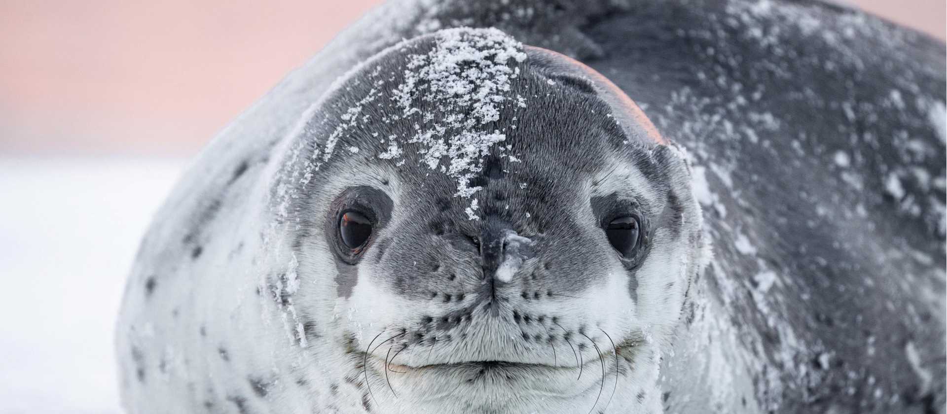 A leopard seal basks on the ice, Antarctica | Sara Jenner