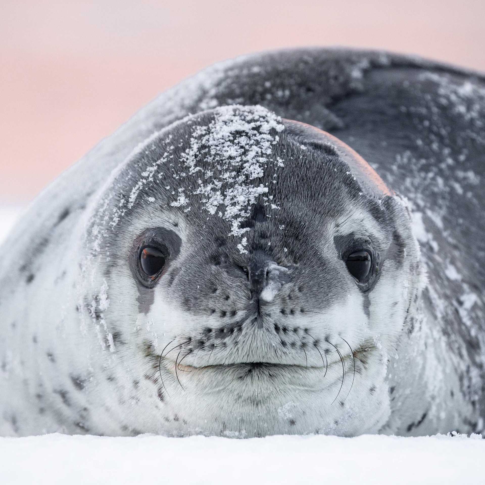 A leopard seal basks on the ice, Antarctica | Sara Jenner